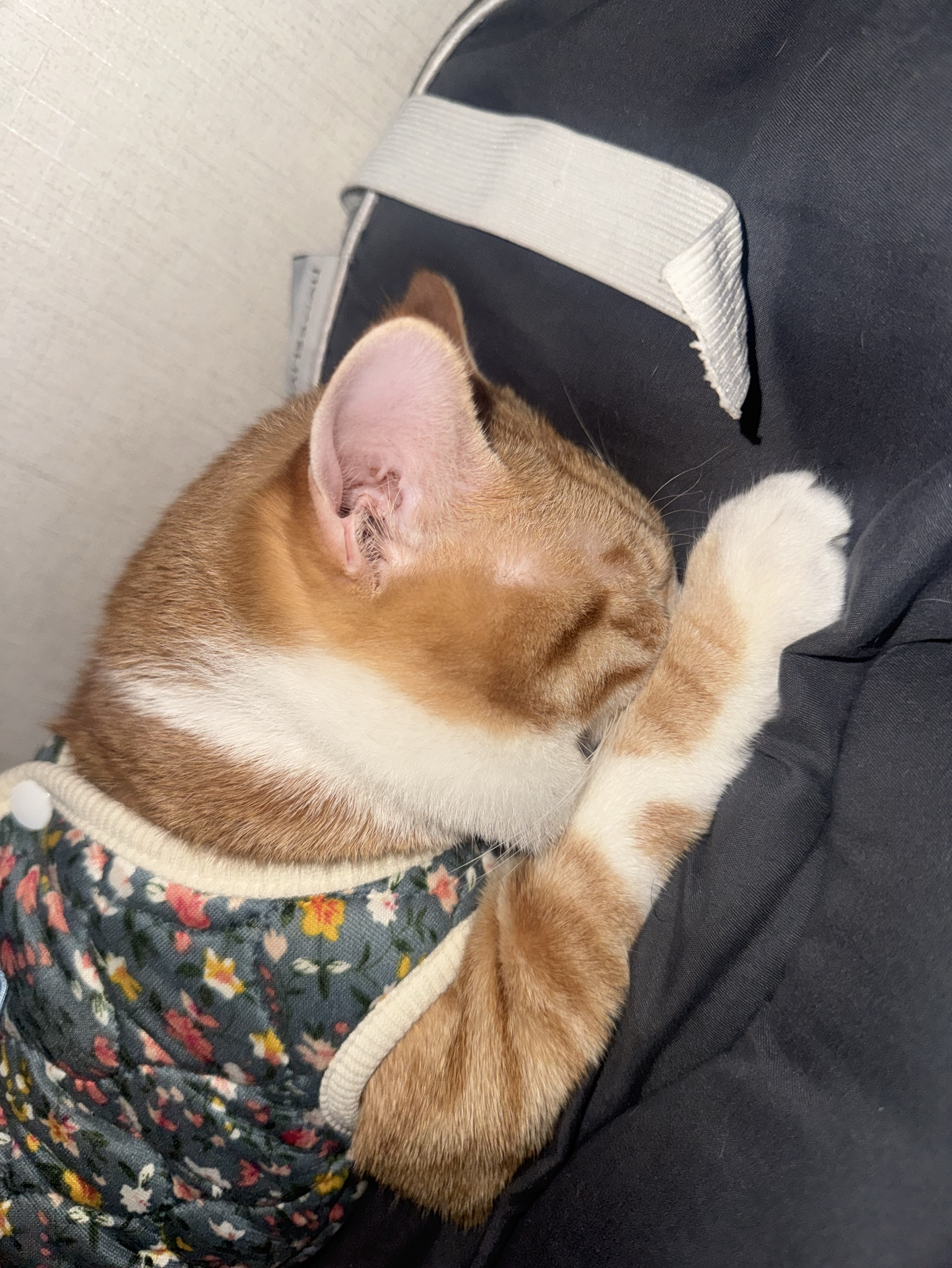 #37. 오지말래요..코노