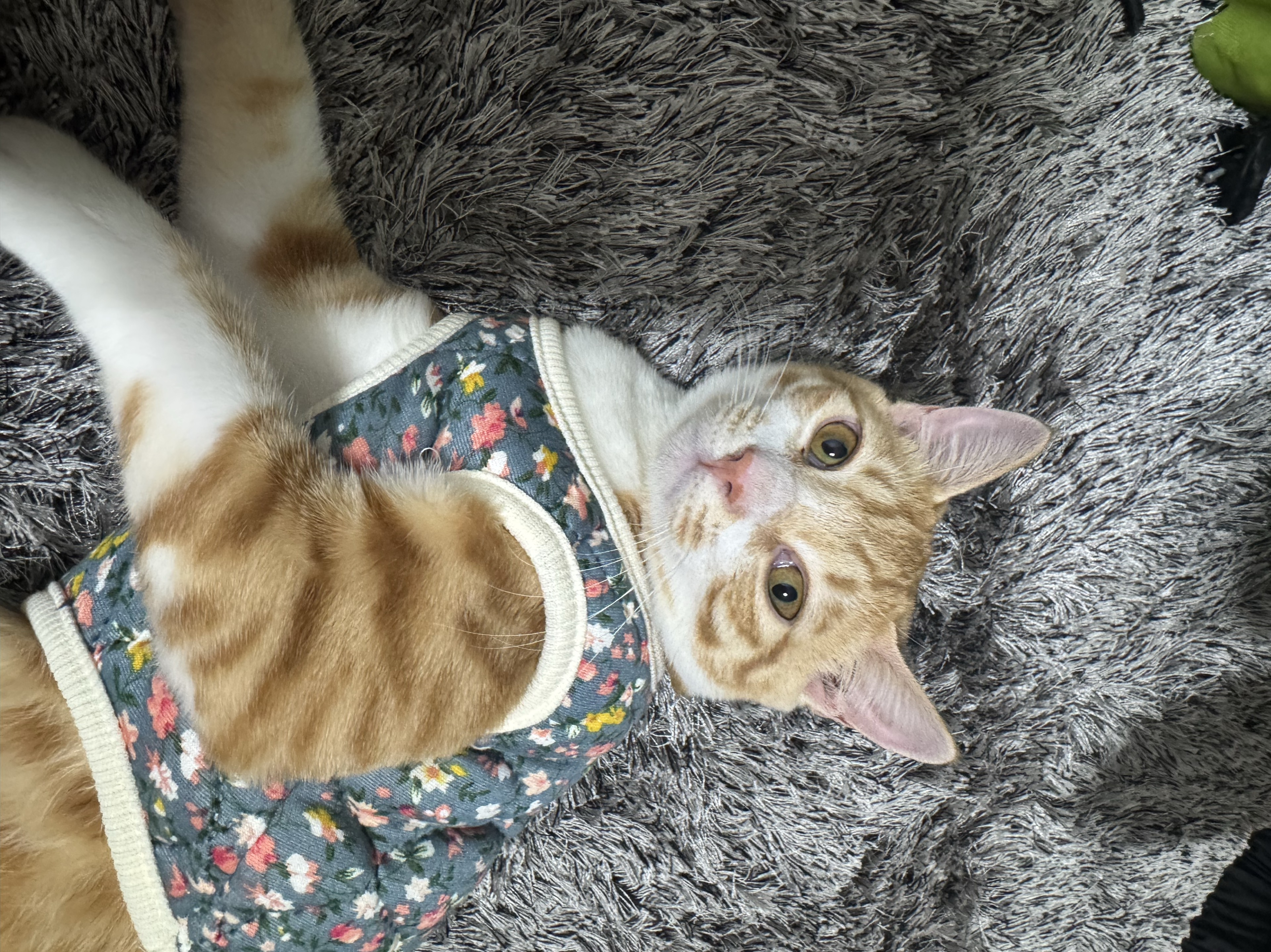 #37. 보고싶어, 언제 오지? 