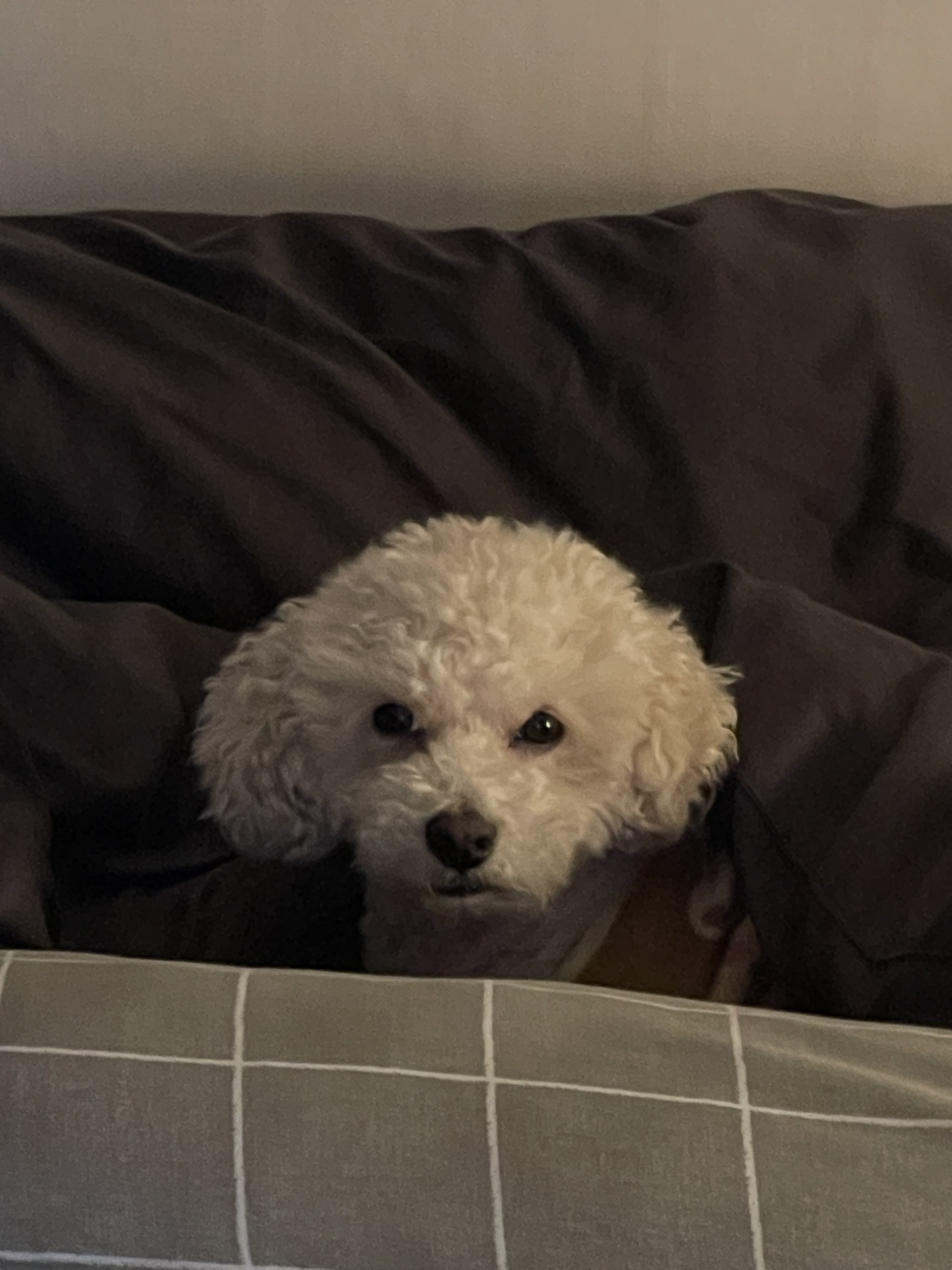 한다면 한다. 푸너 방송 소환권