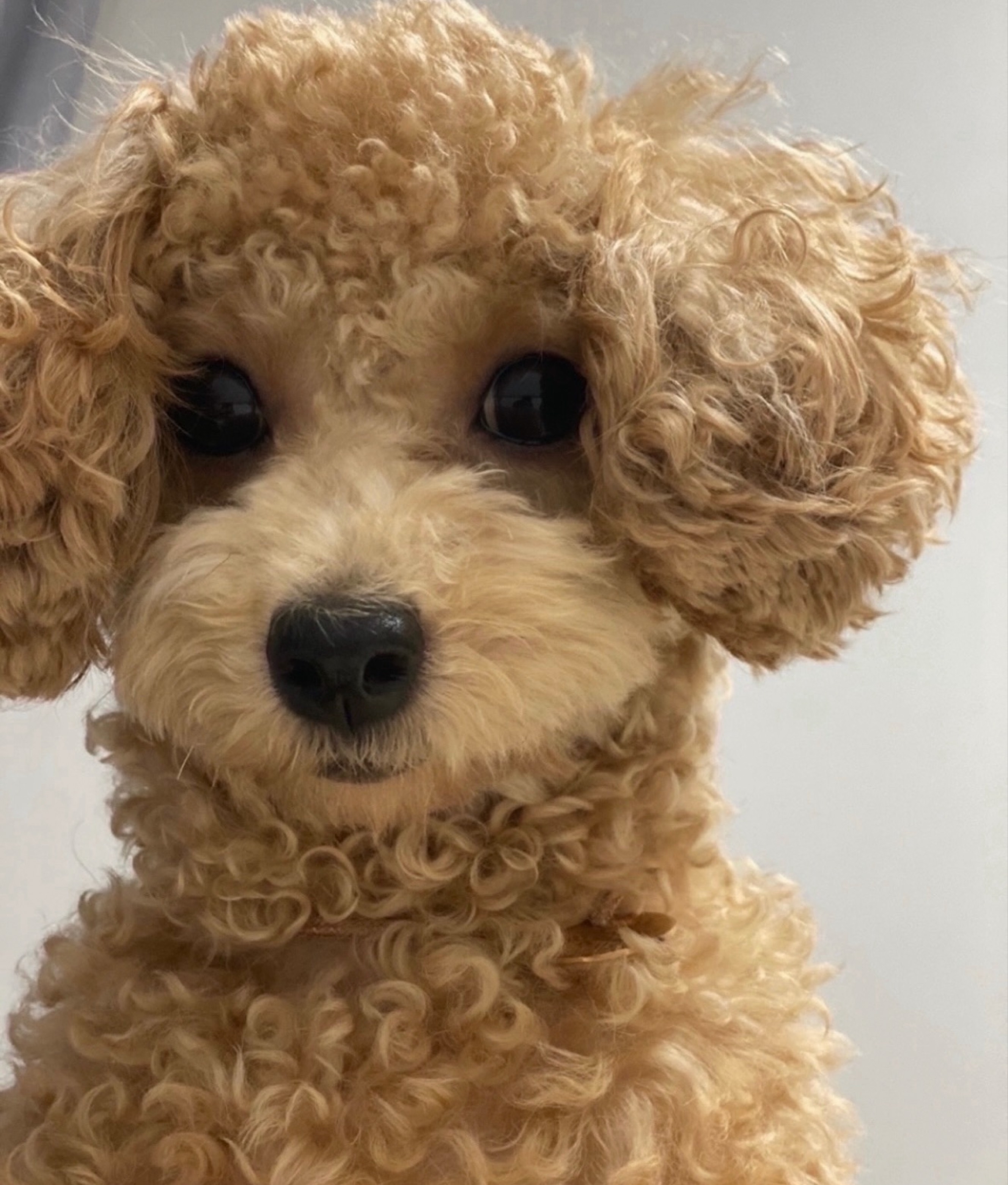 저녁식사후 디저트