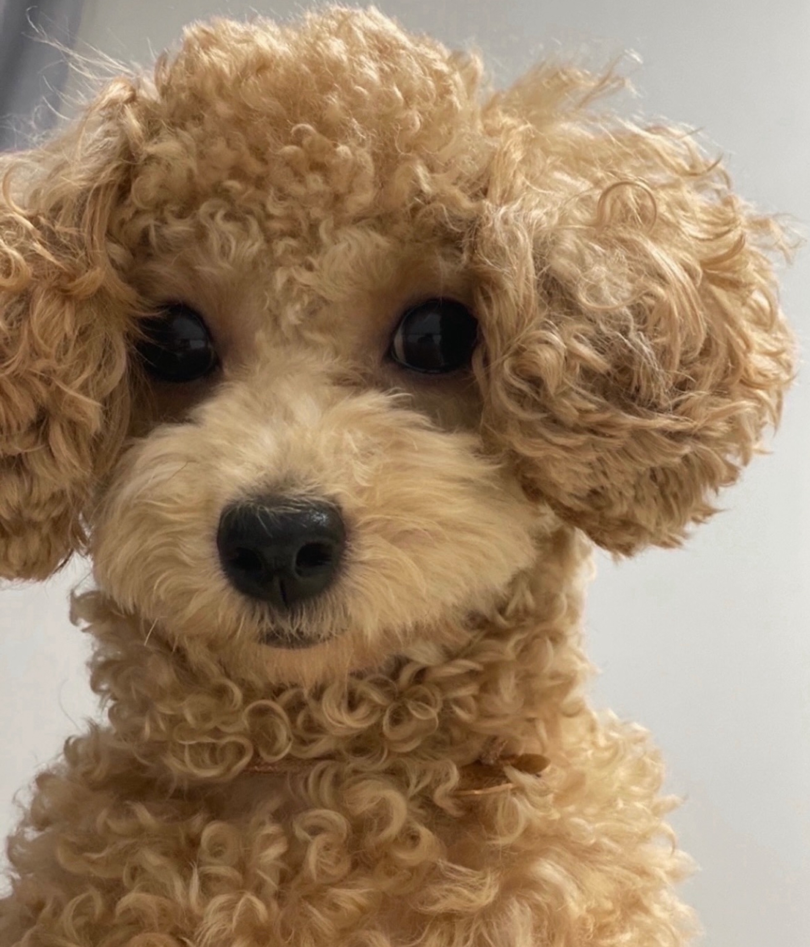 디제이 하트부탁드려여