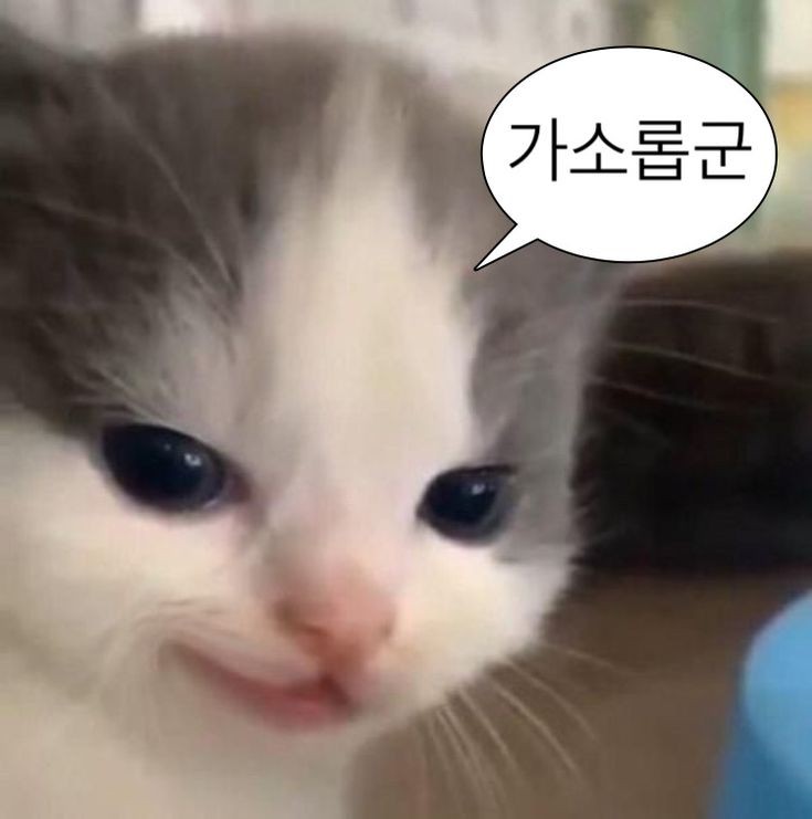 라콜) 에? 이거 마자?