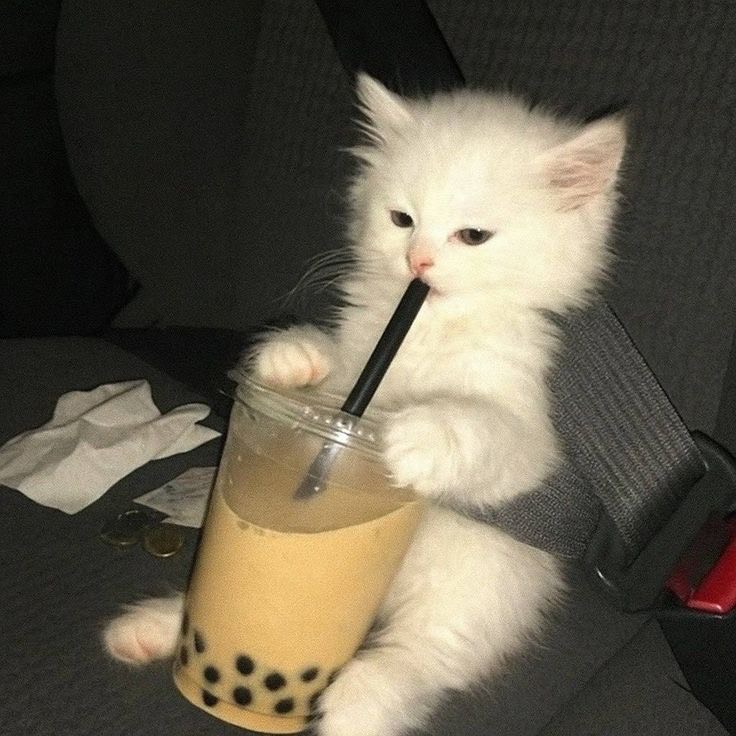 출근길 심심하지?