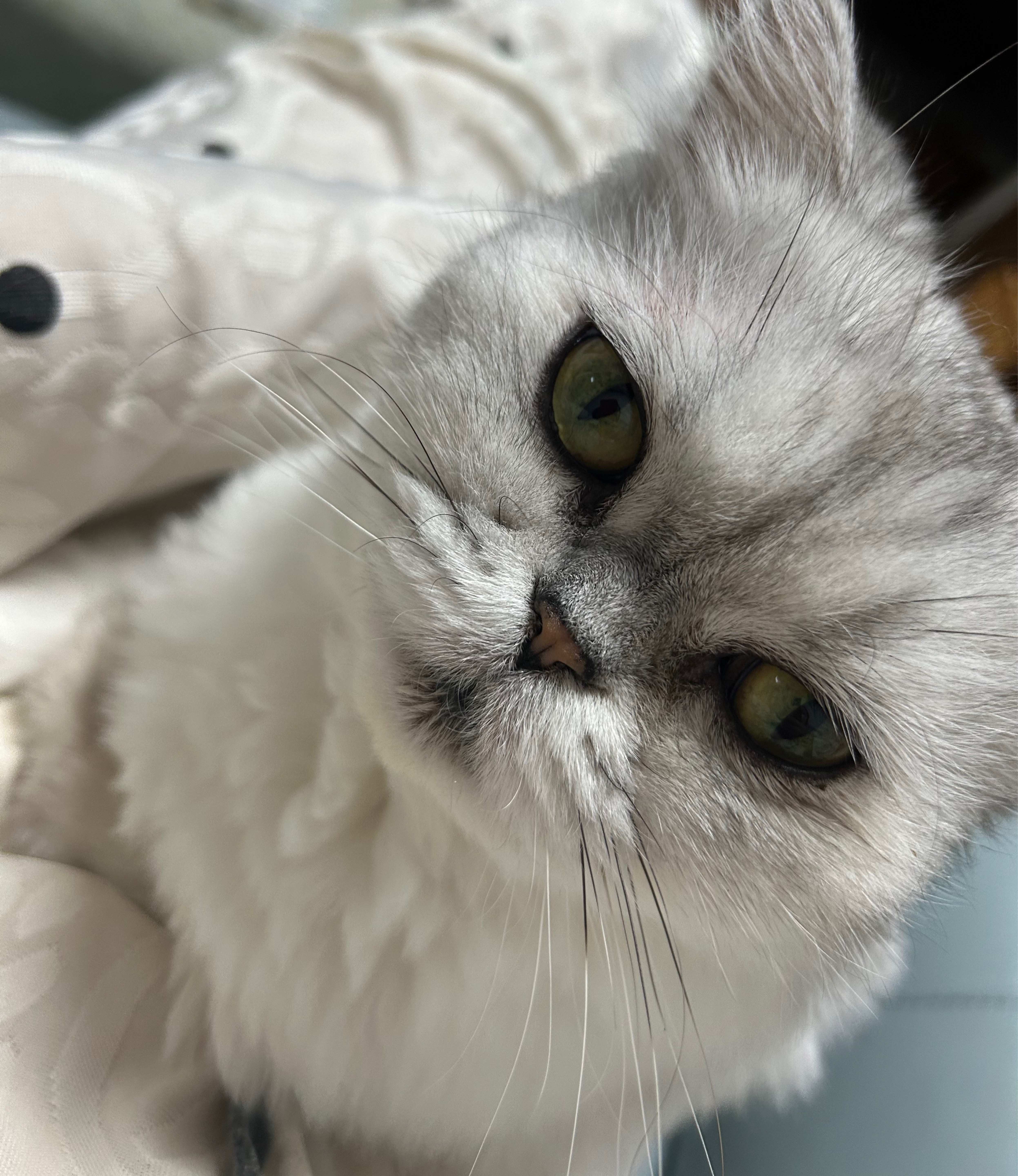 #아가크루 신입 뾰족이 소통방송