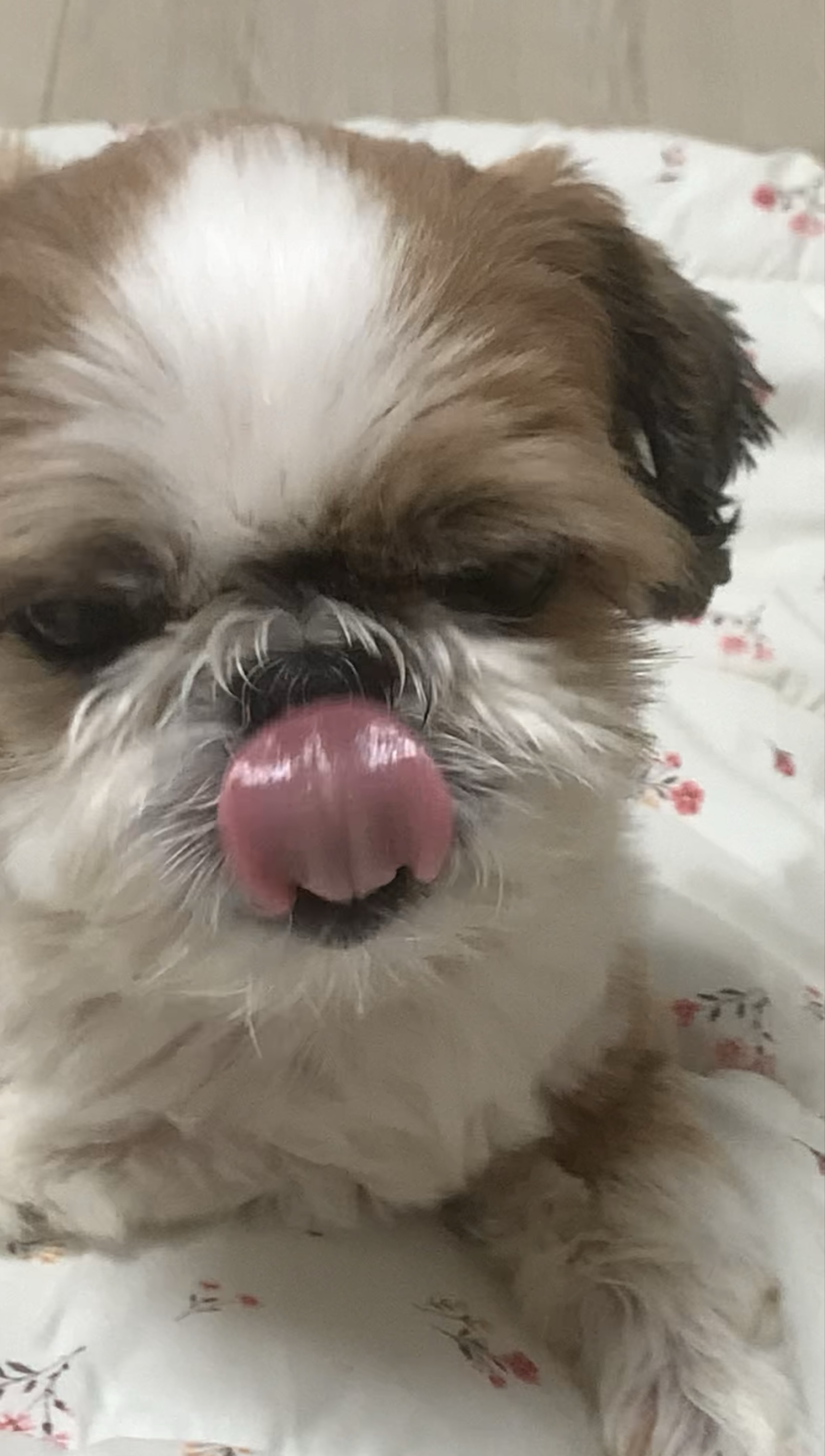 애견남이랑 벚꽃 데이트 갈사람~🌸🐶