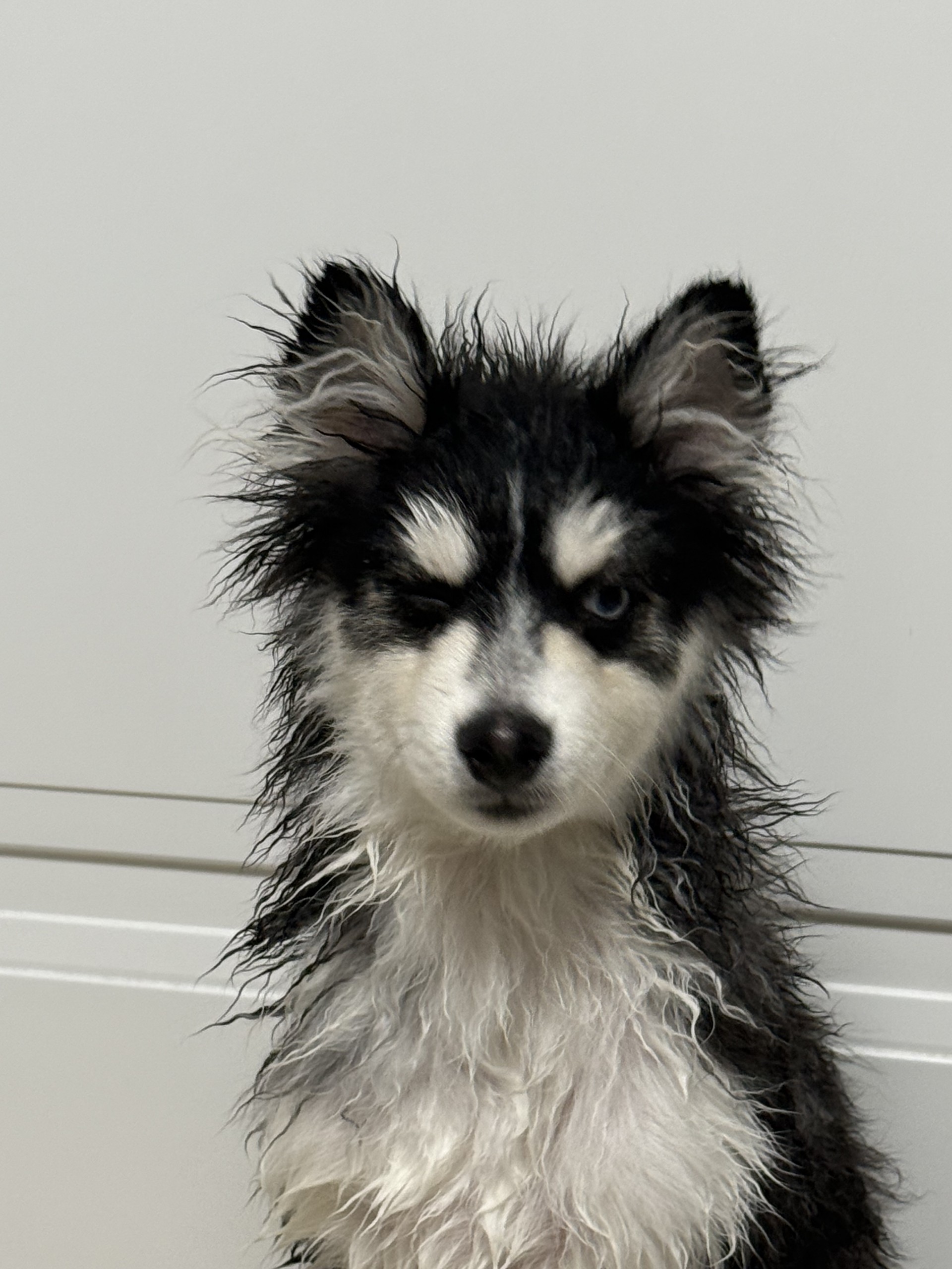 # 담좌 송루피 ! 이자리가 나라다!