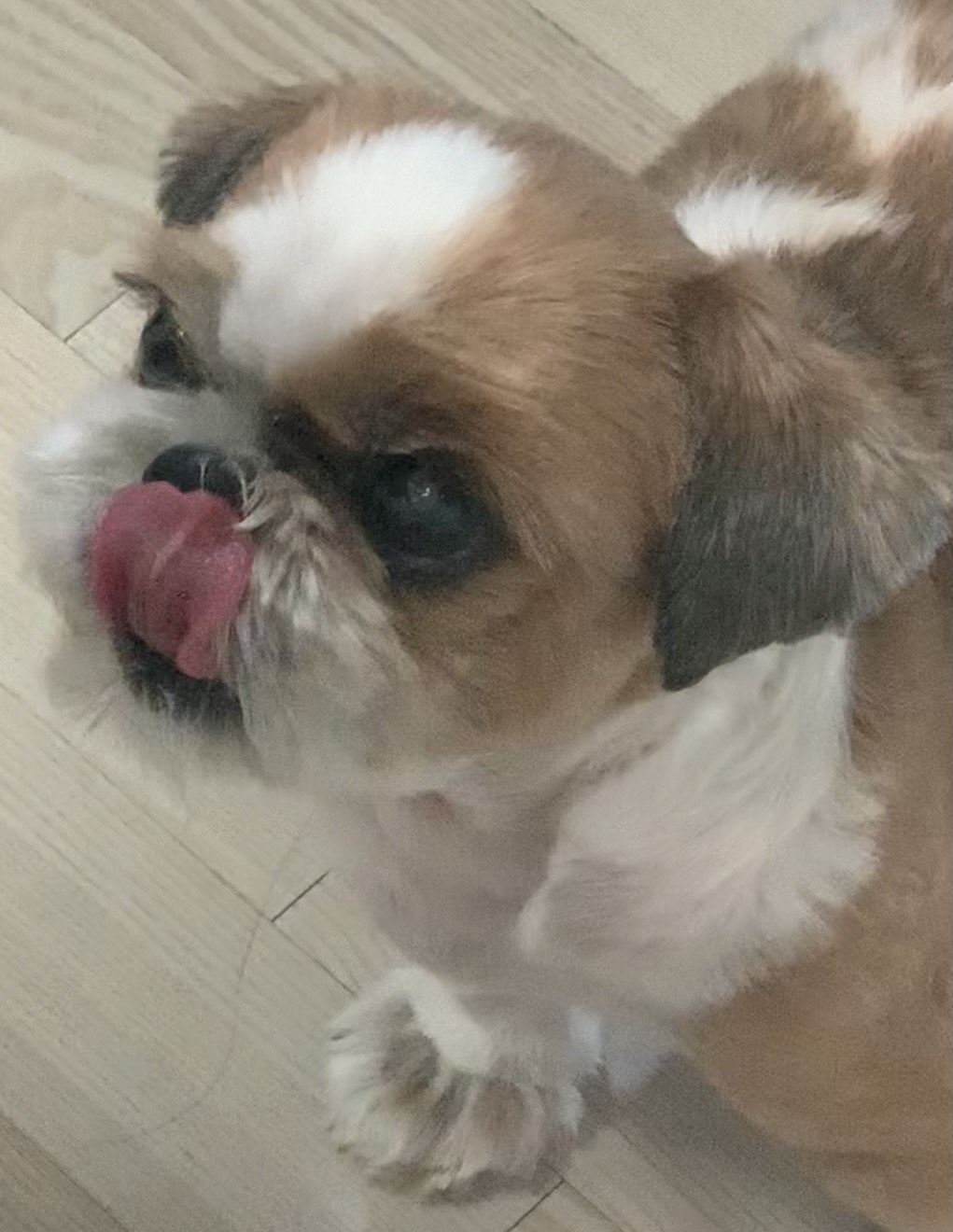 애견남이랑 벚꽃 데이트 갈사람~🌸🐶