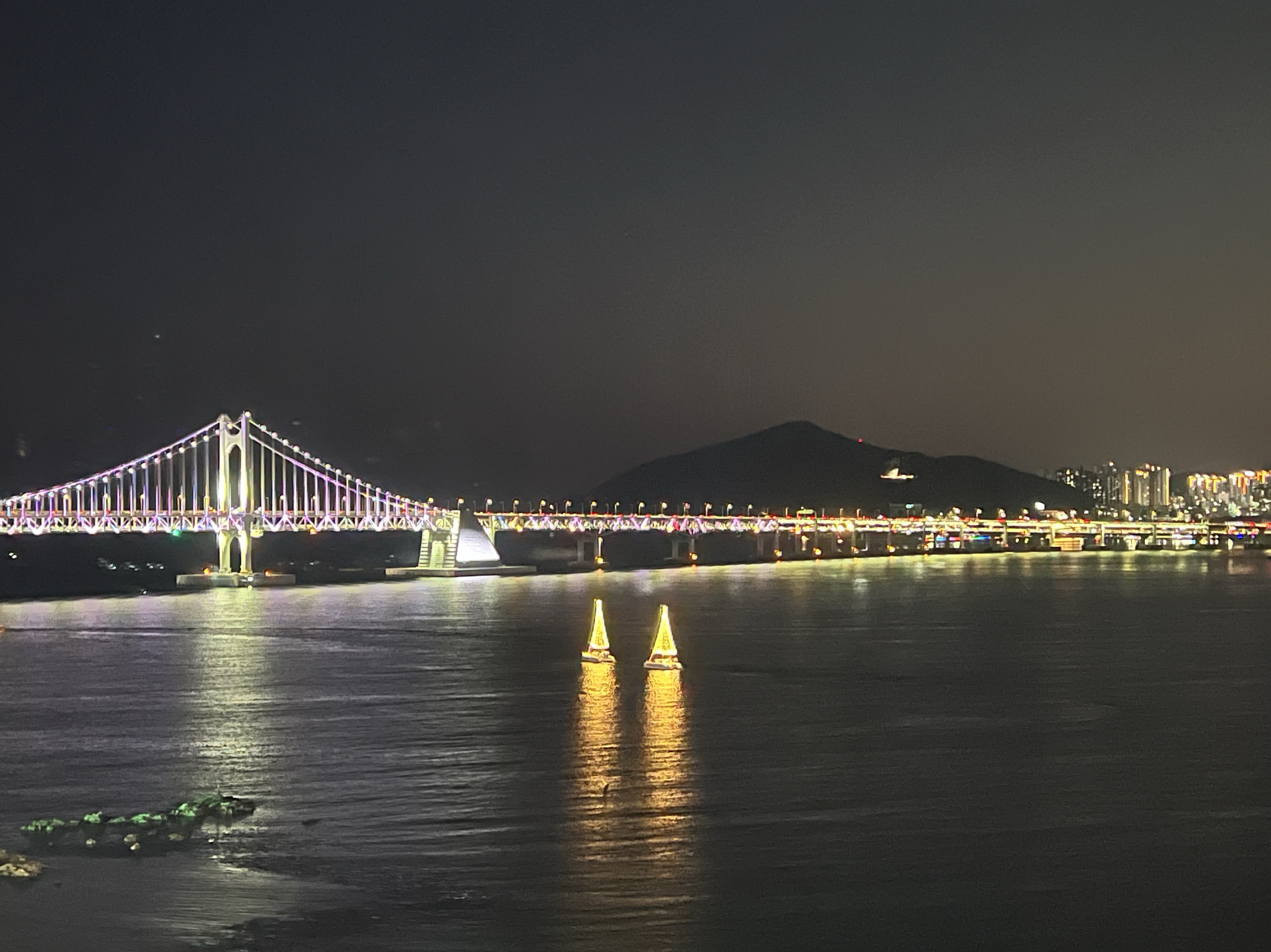 애견남이랑 떠들래? 🐶