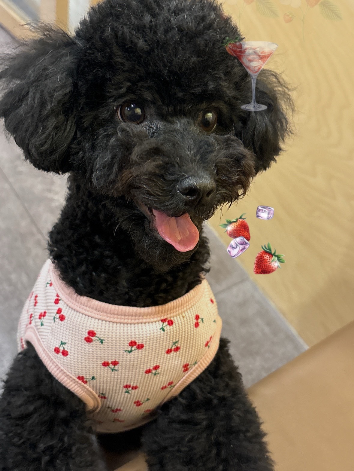 친구해줄사람? 라콜 챗 환영