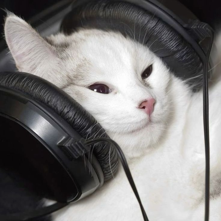 랩/ 힙합 라이부