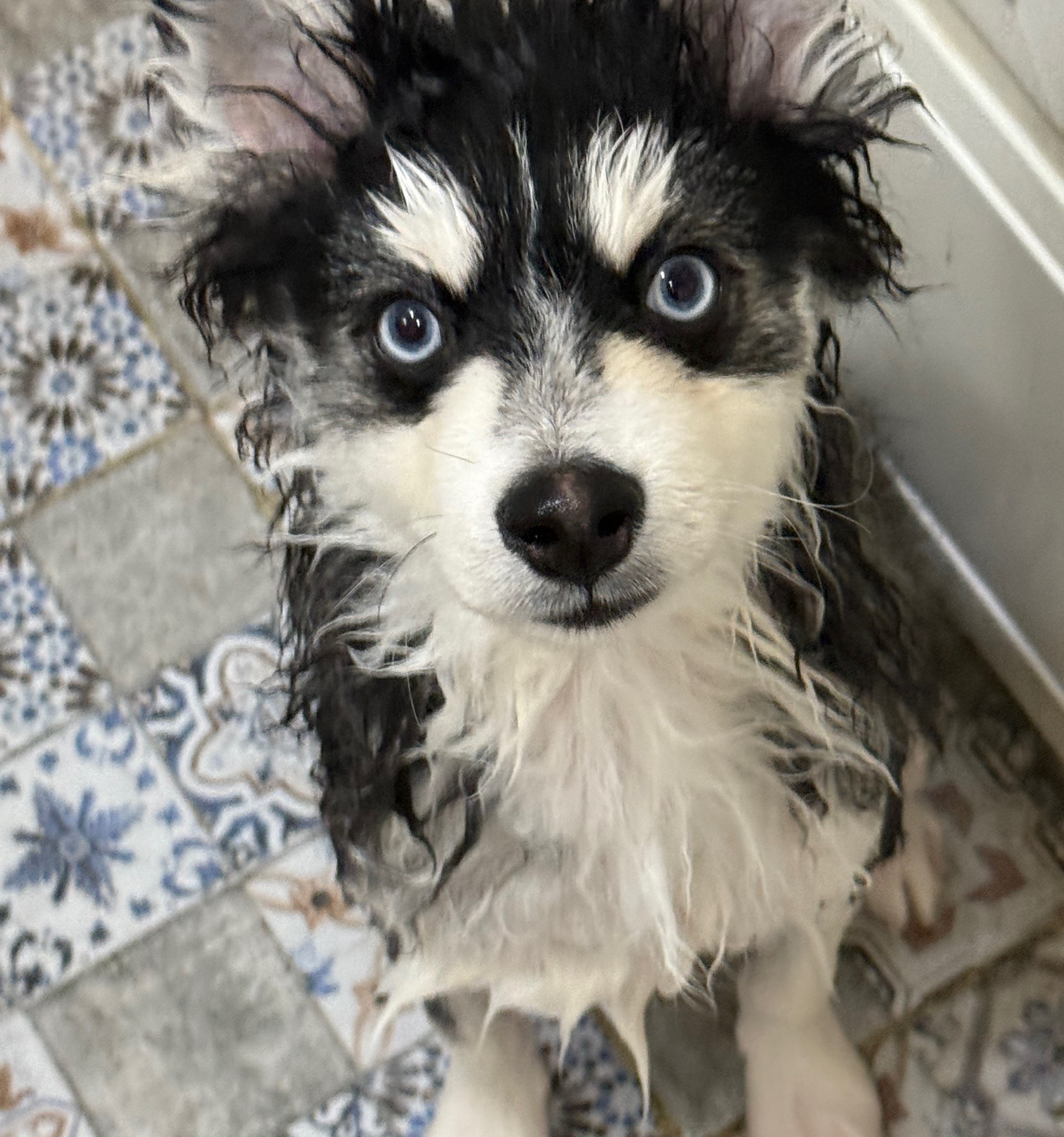 #마감 담좌 송루피 ㄱㄱㄱㄱㄱㄱ