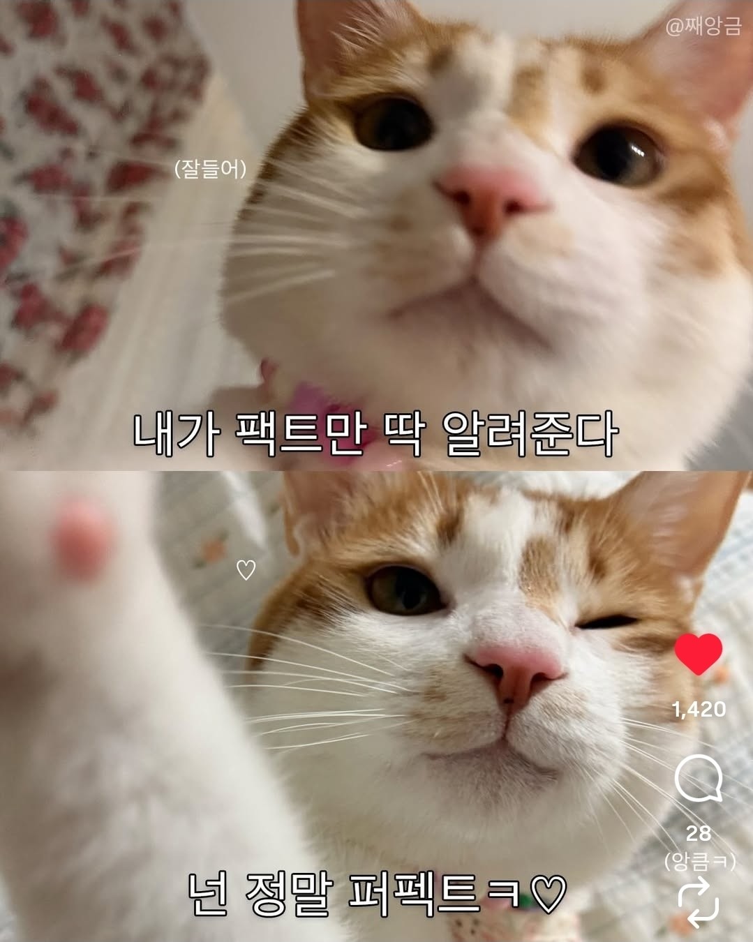 생년월일 X 신점 Live ~