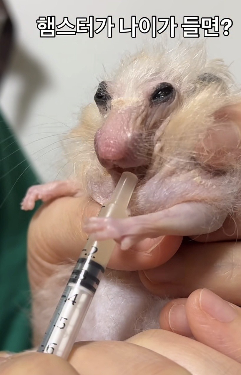 🌳모여봐요 , 사랑의 숲 🩷