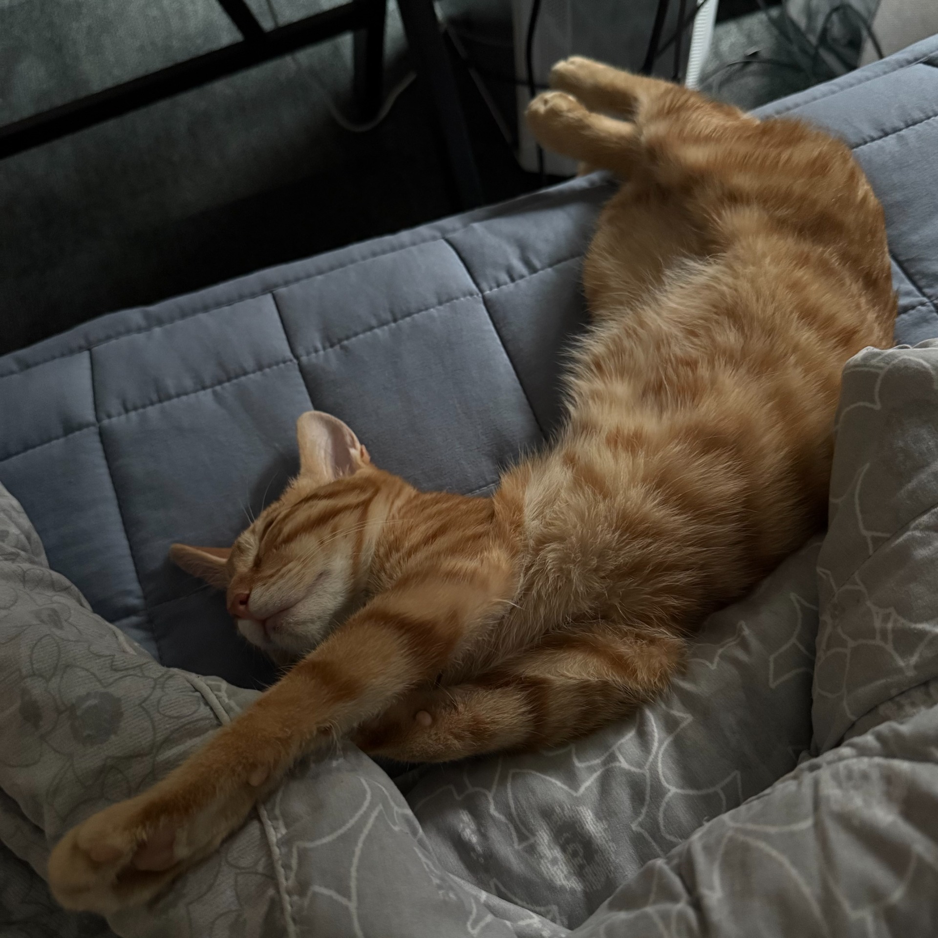 여성 개 부족 소개팅 하래요 담보가