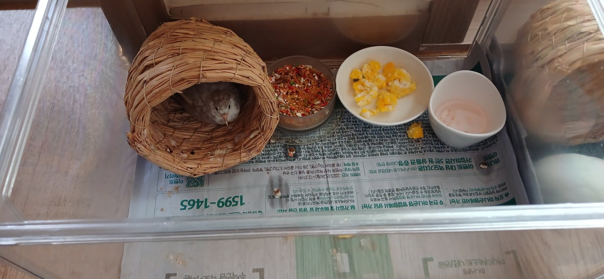 샤샤 누나 라이브 방송 시작 합니다