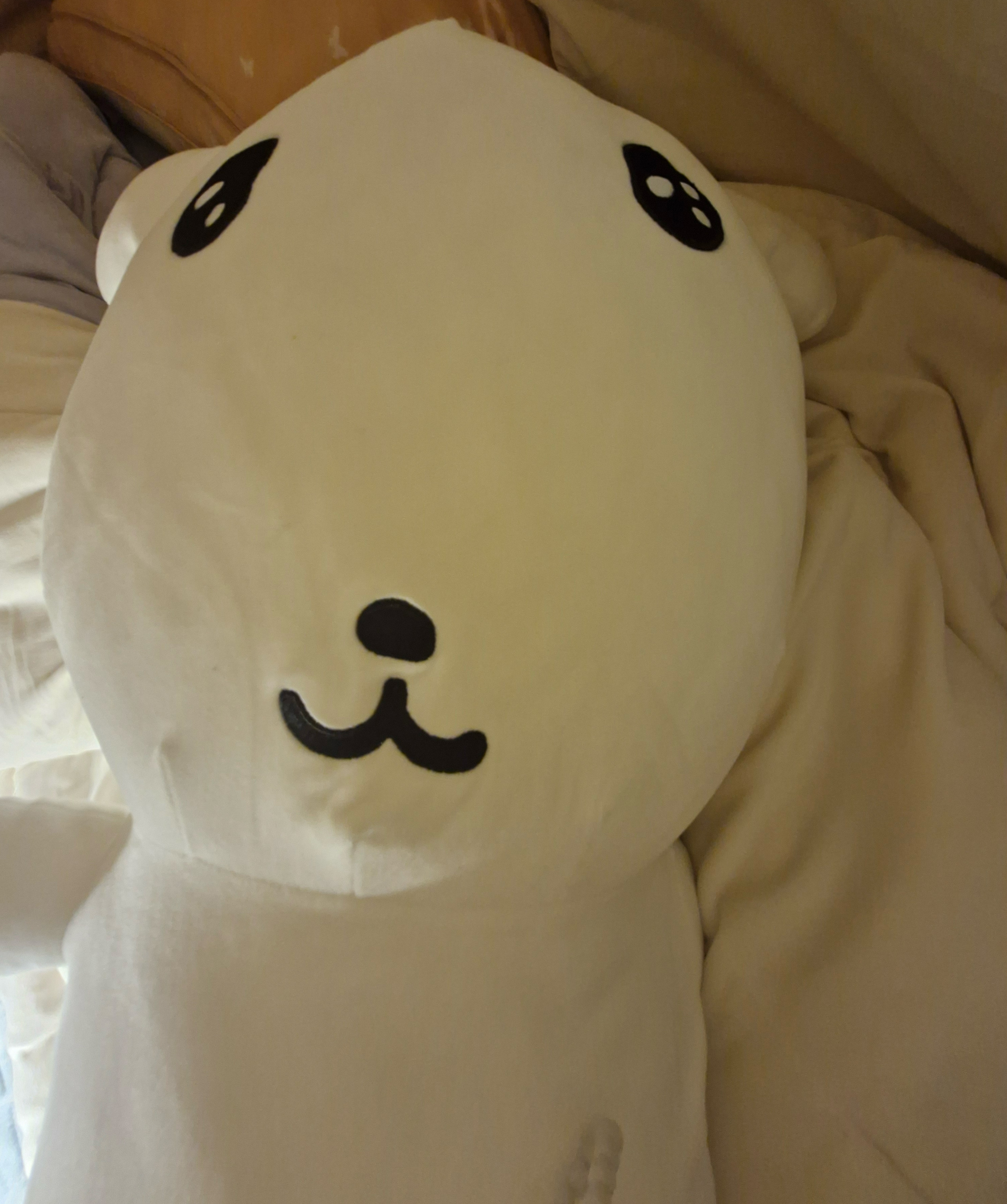 바보만 들어오는 방송