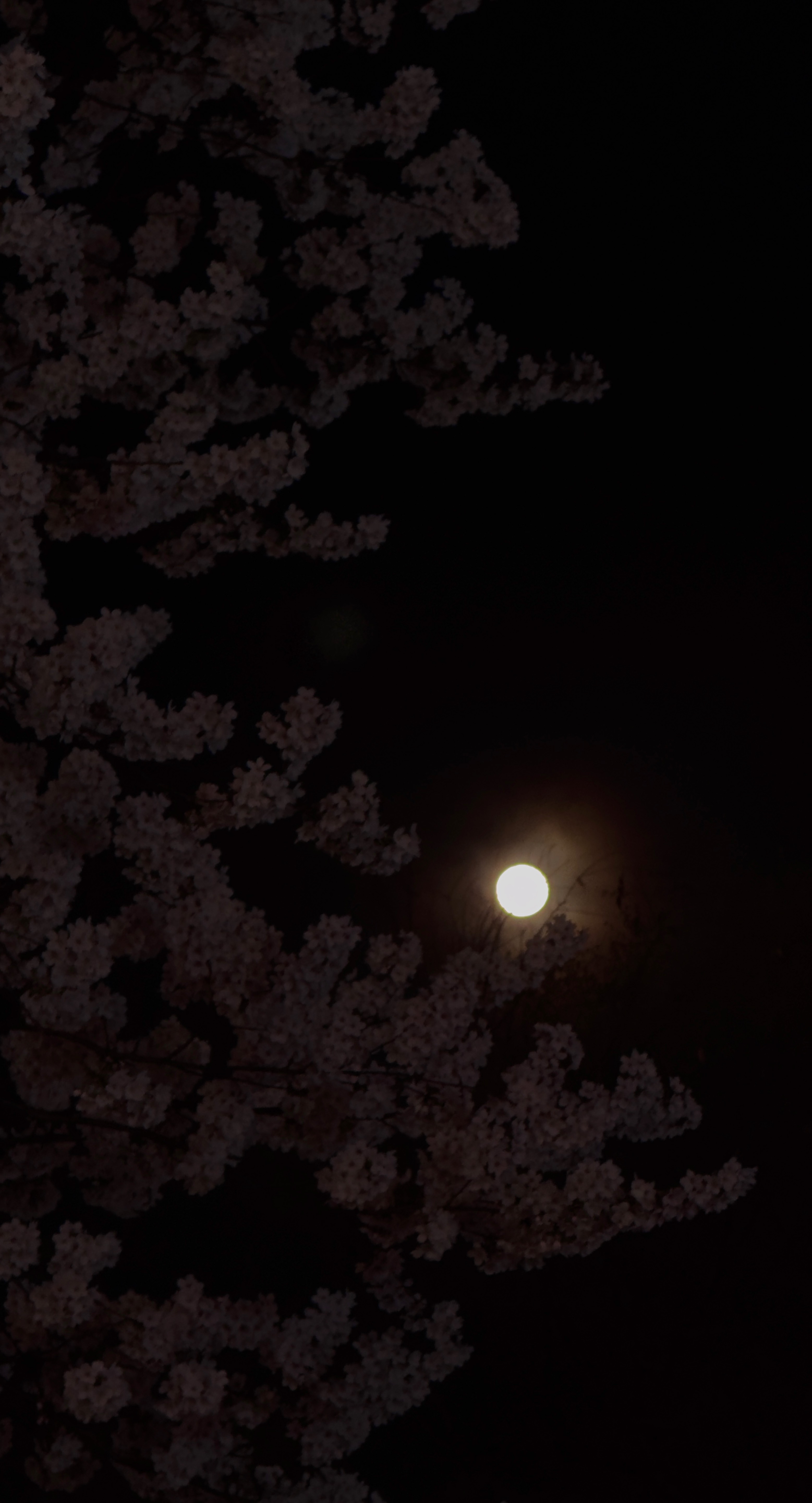 𝘱𝘪𝘯𝘬 𝘮𝘰𝘰𝘯 