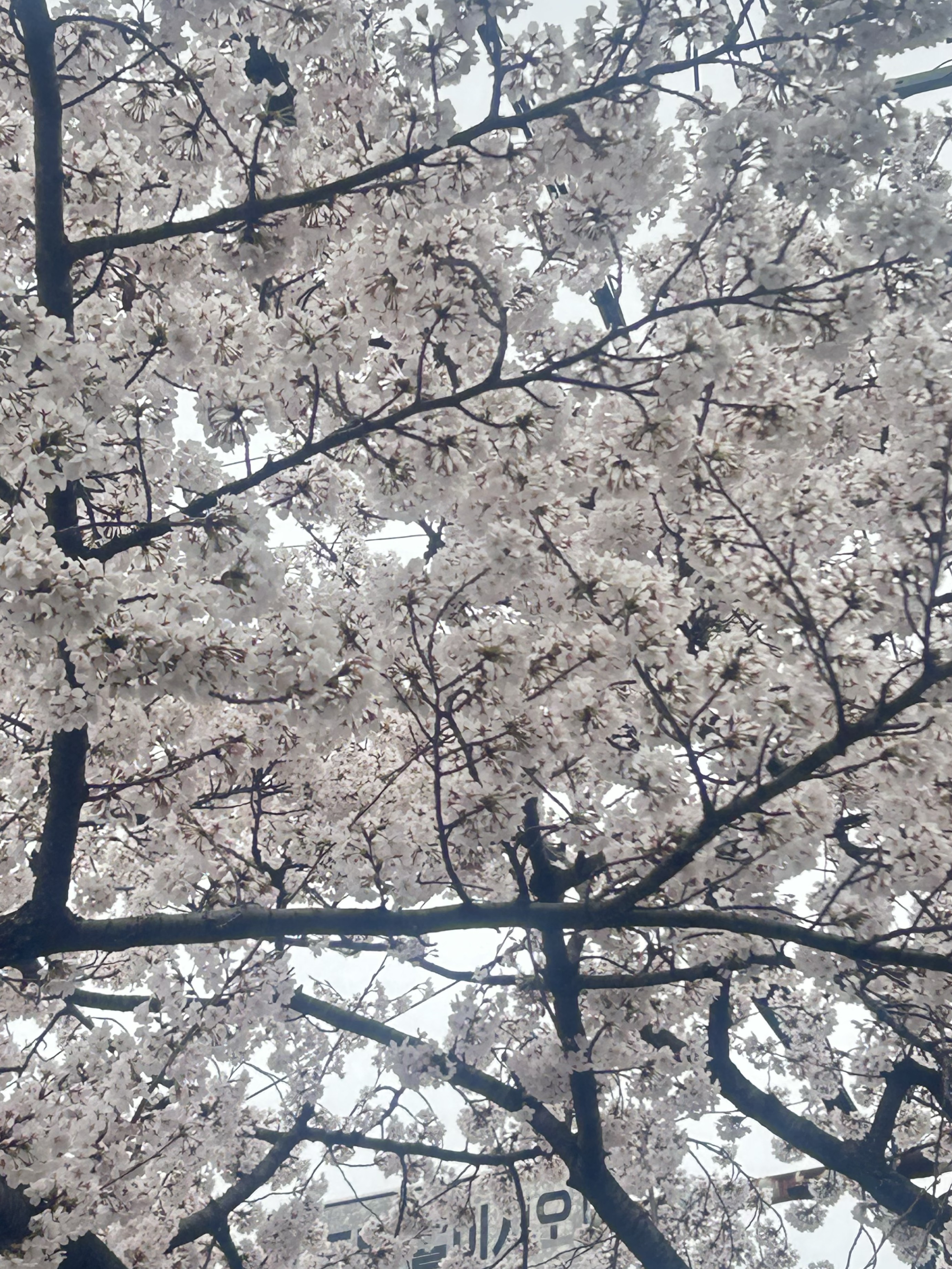 코노다 왔습니다만(?)