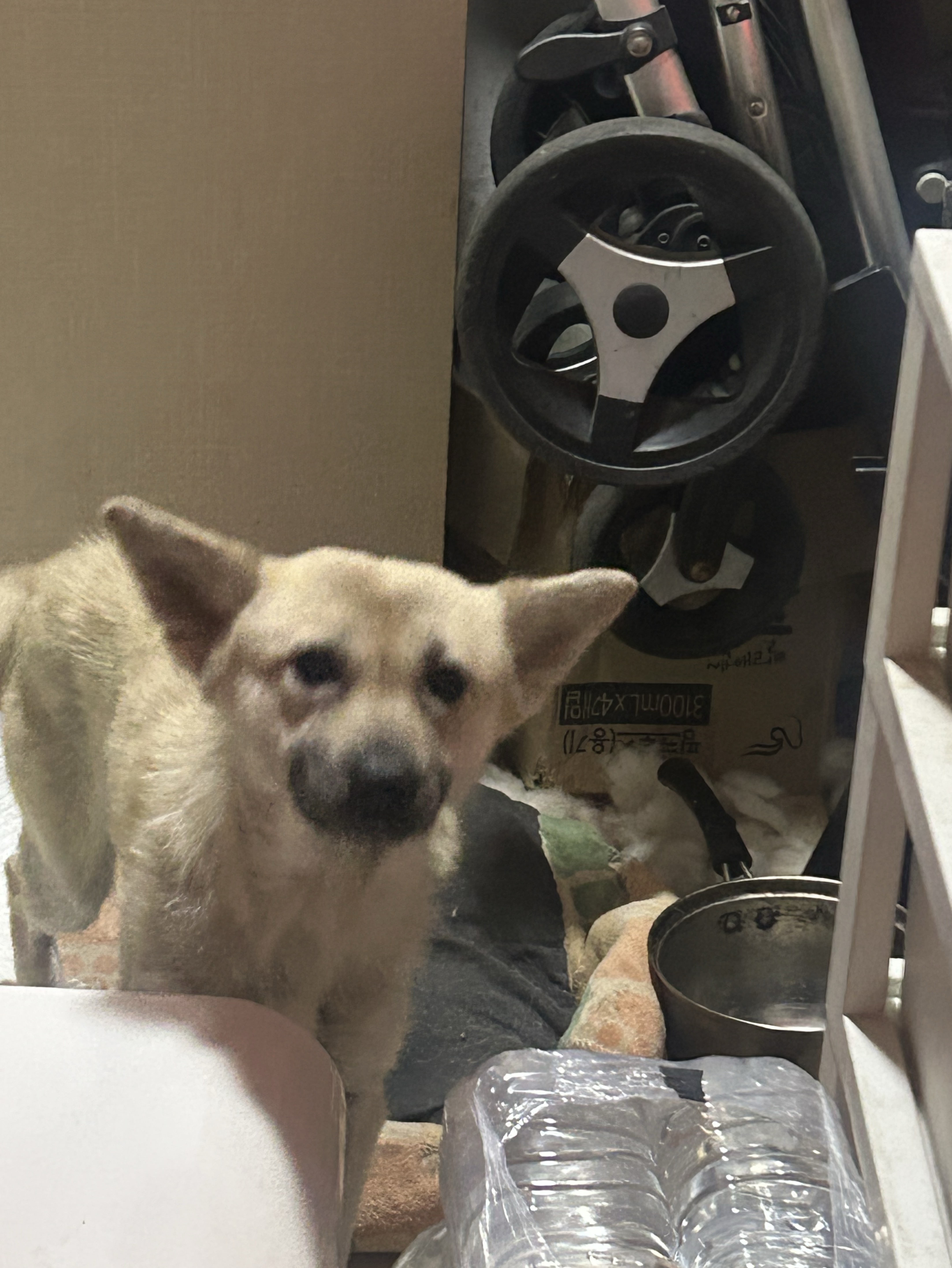 타로 개맛도리집🔥🔥(광대임