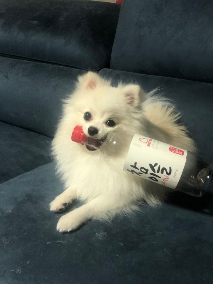 😖🤍🖤🐈‍⬛ 잠깐.