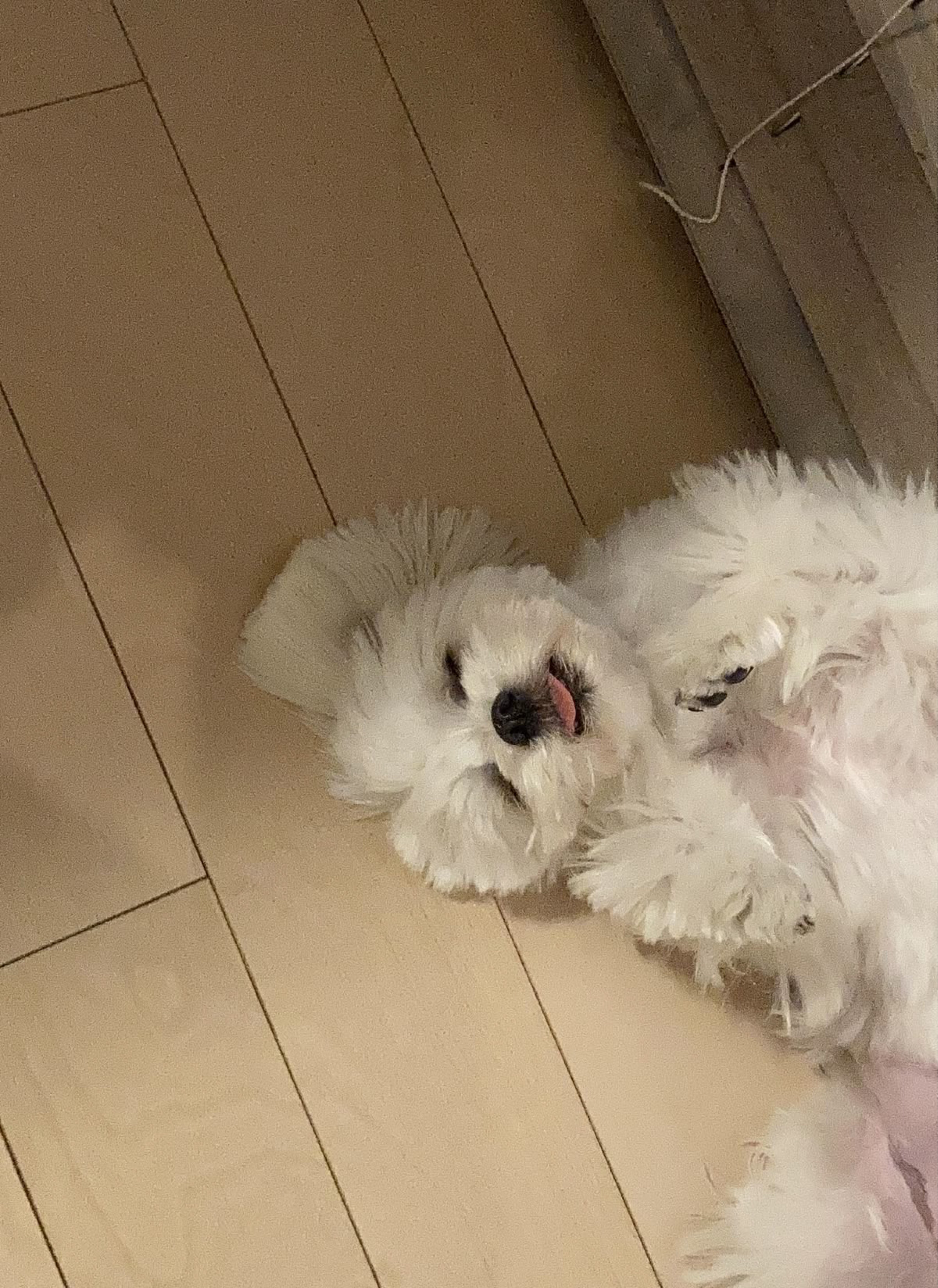 몽골사람이랑 같이 아침 방송 ?😹