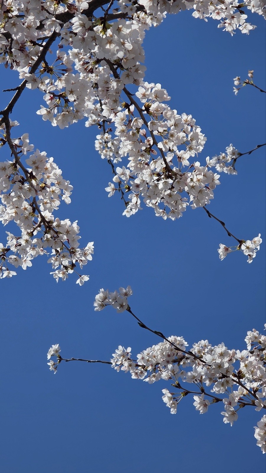 아침이 고요 🌸