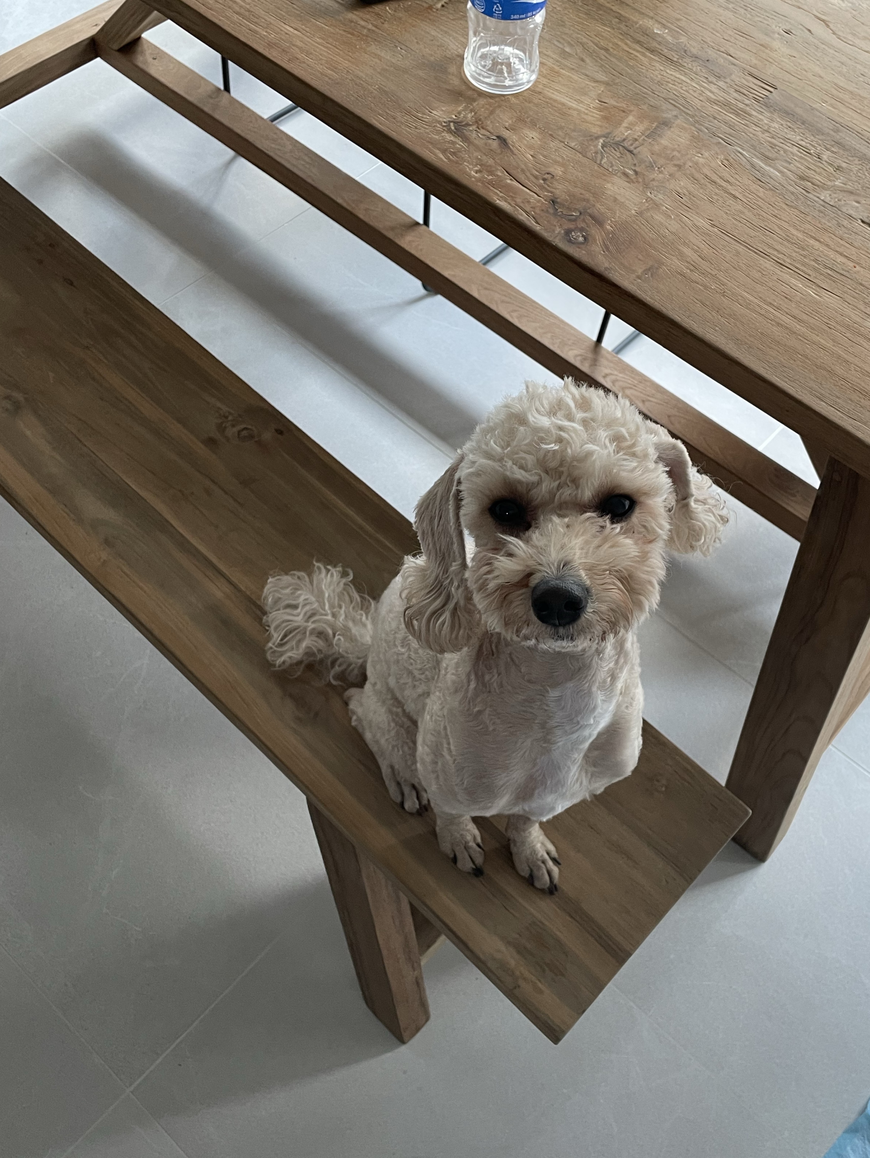 강아지가 대리방송해야 더 잘 된다..