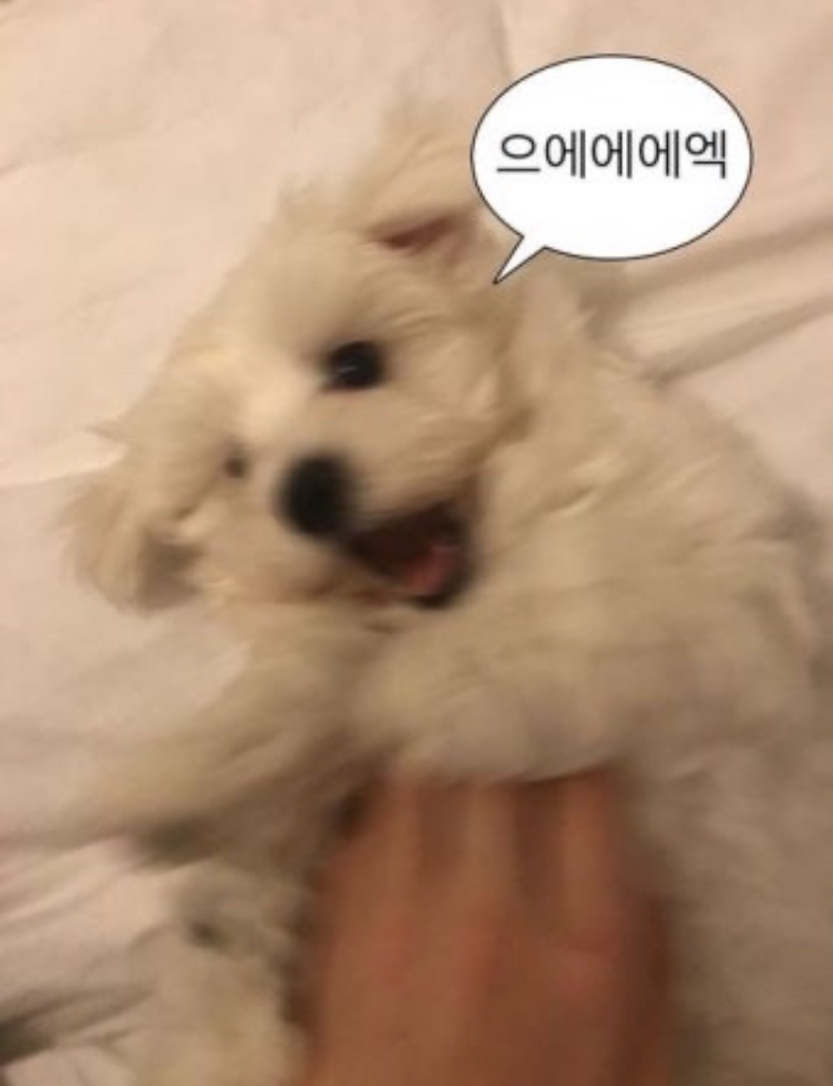 알아서들 하세요.