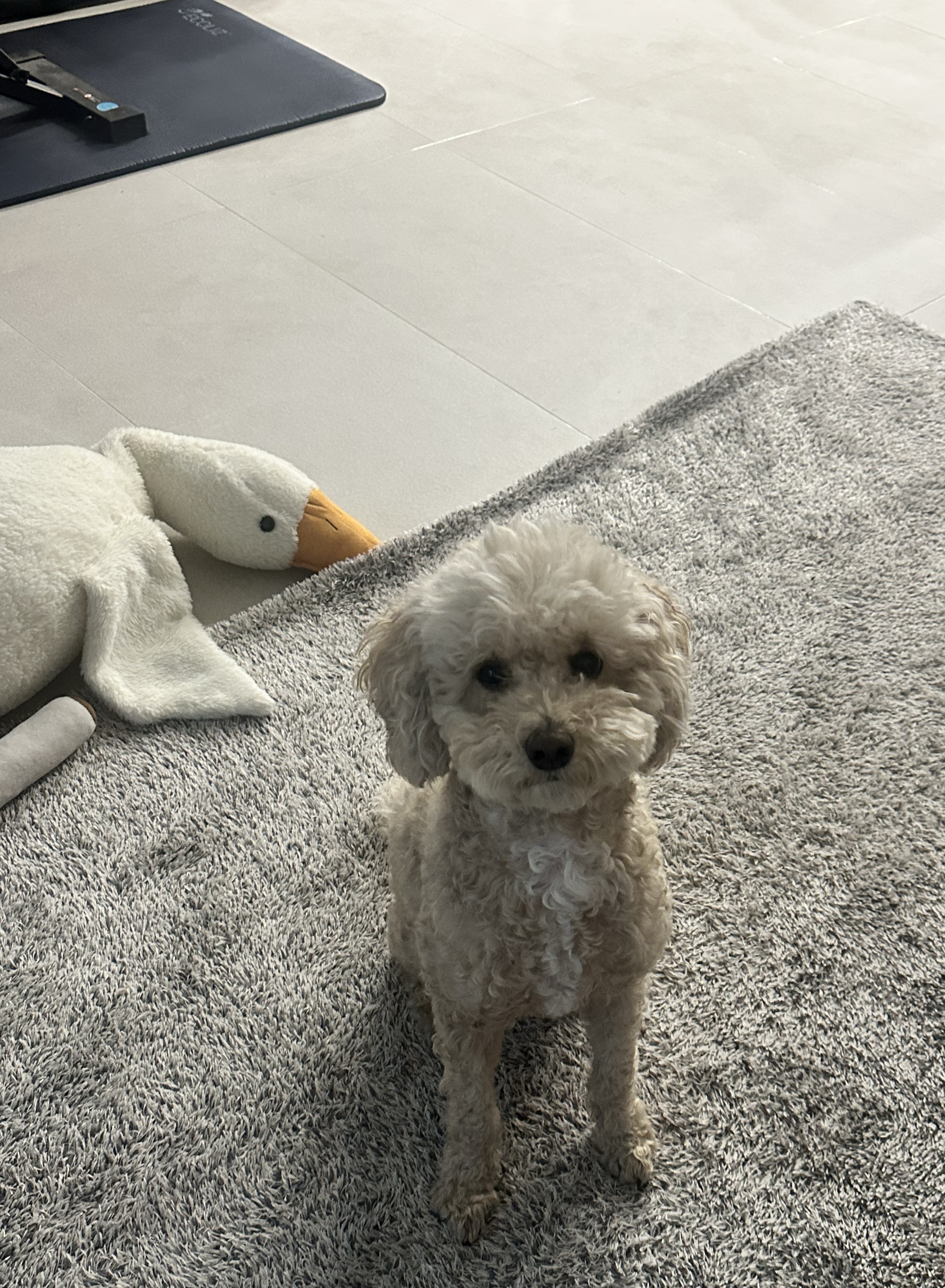 강아지가 대리방송해야 더 잘 된다..