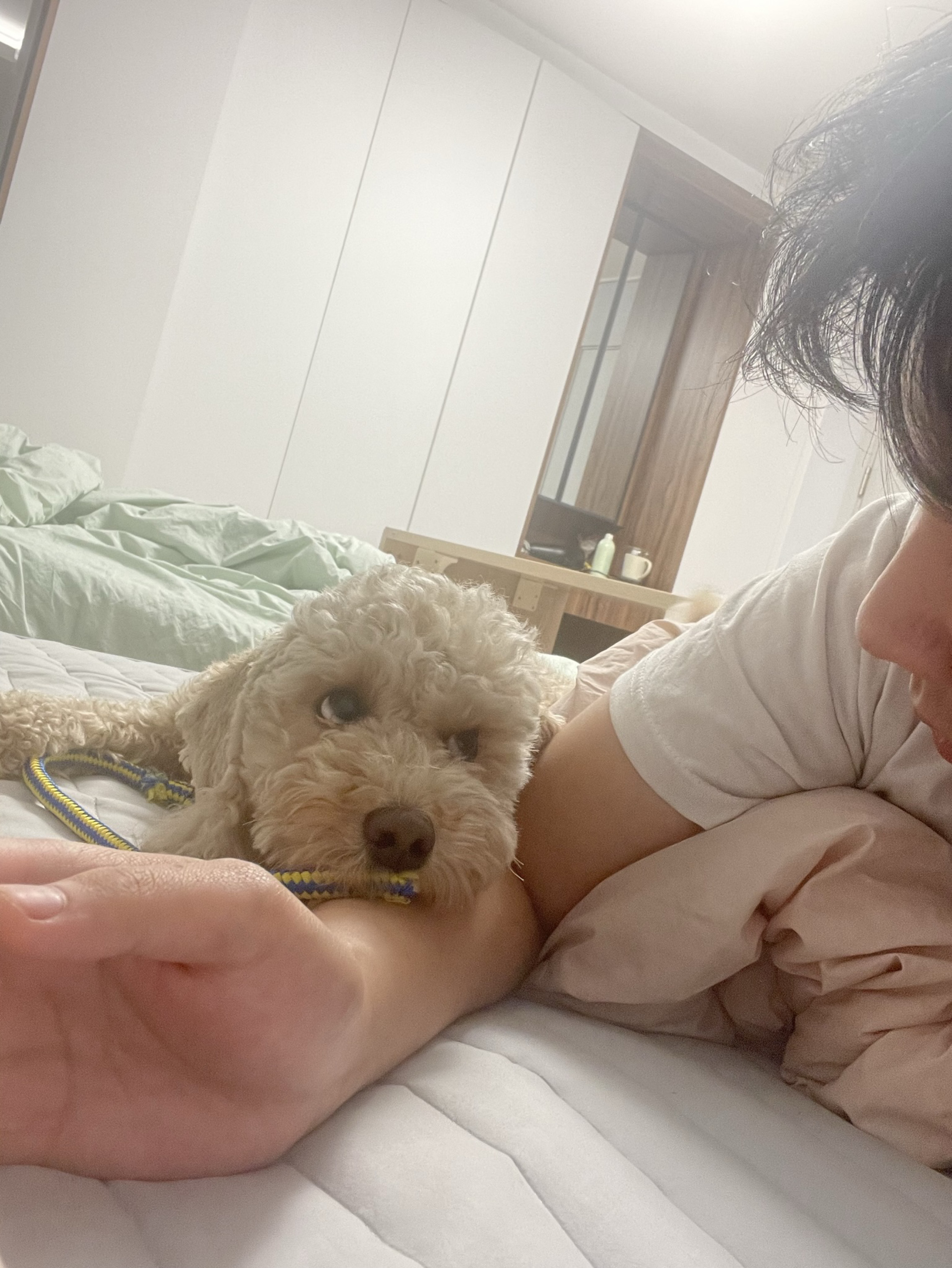 강아지가 대리방송해야 더 잘 된다..