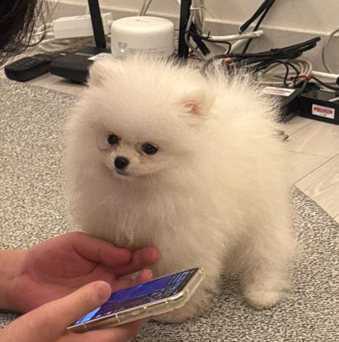 장래희망 사탕 사냥꾼