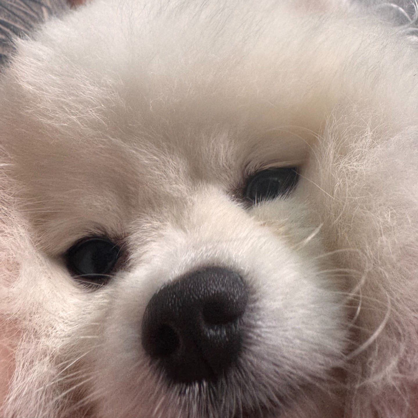 # 내 귀에 캐앤디