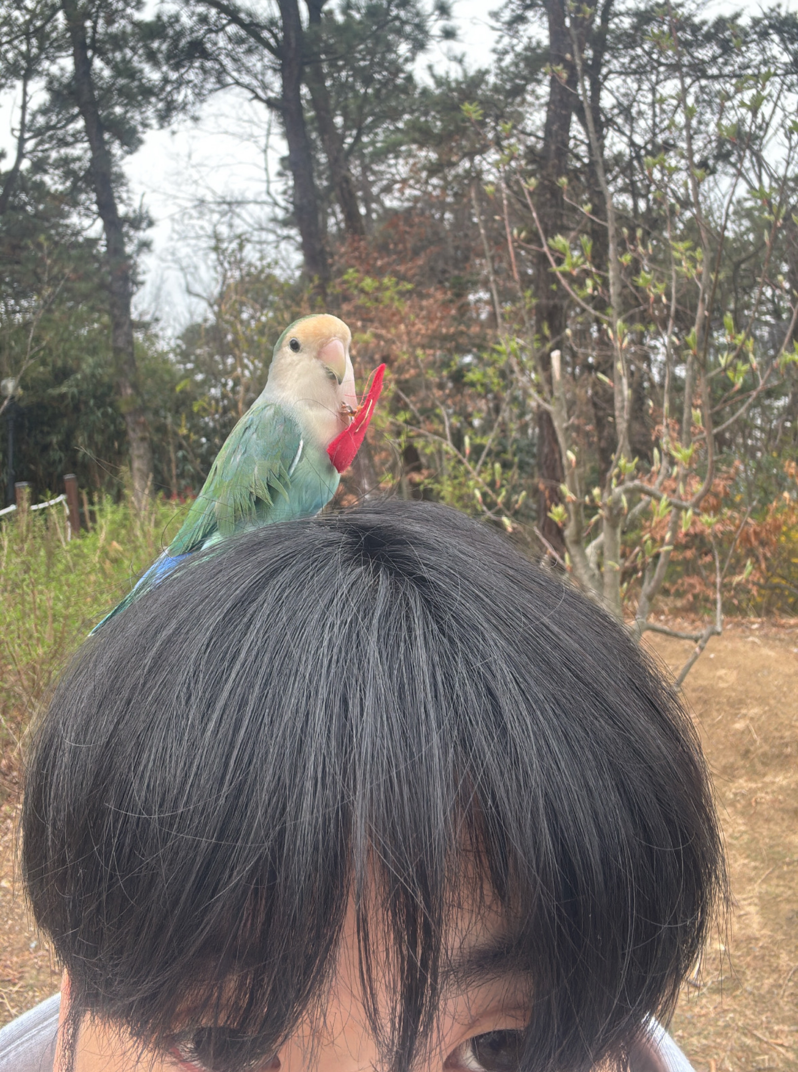 캔디깡 하고가쇼