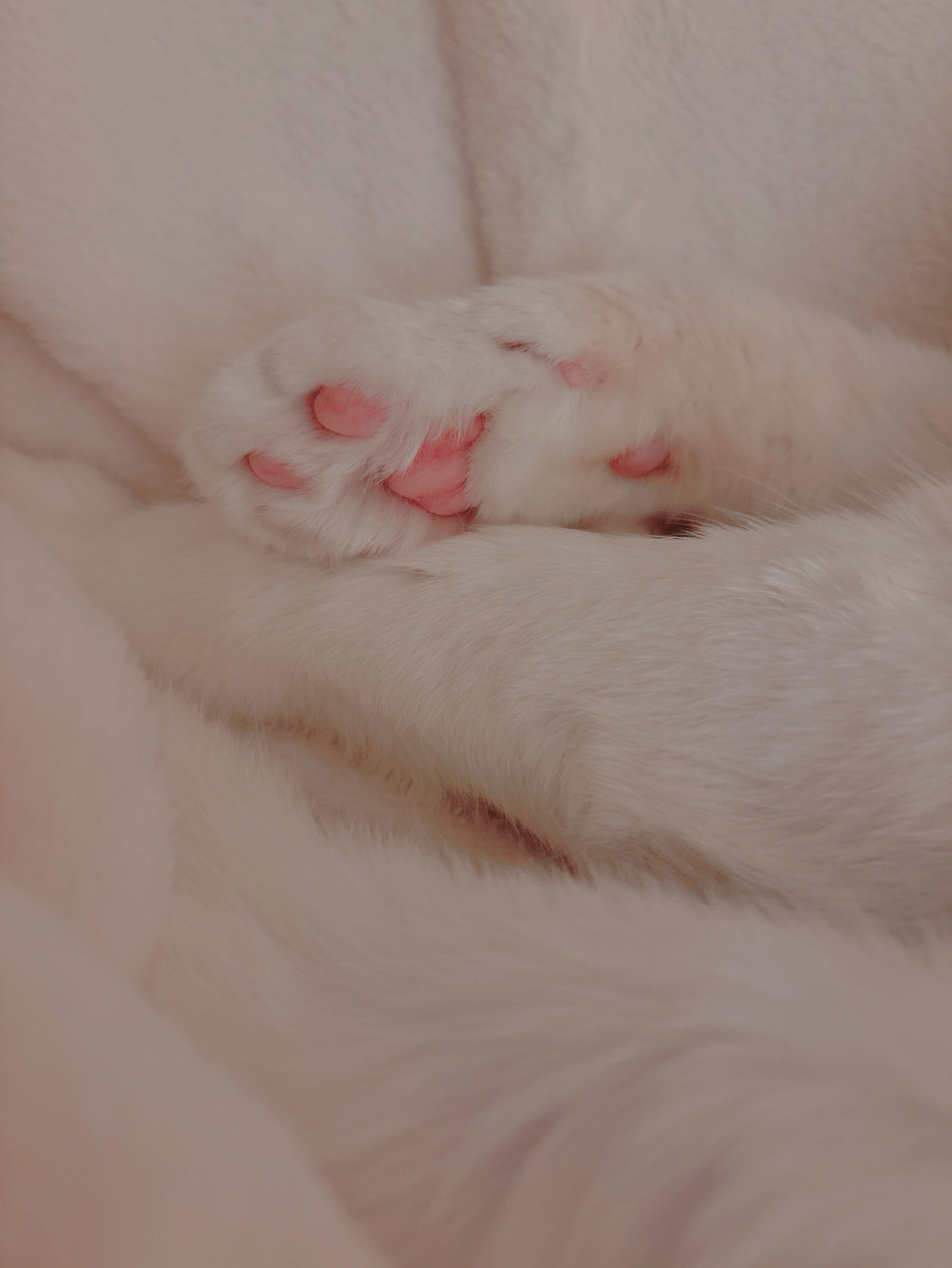 그냥 ..라콜하자🥱