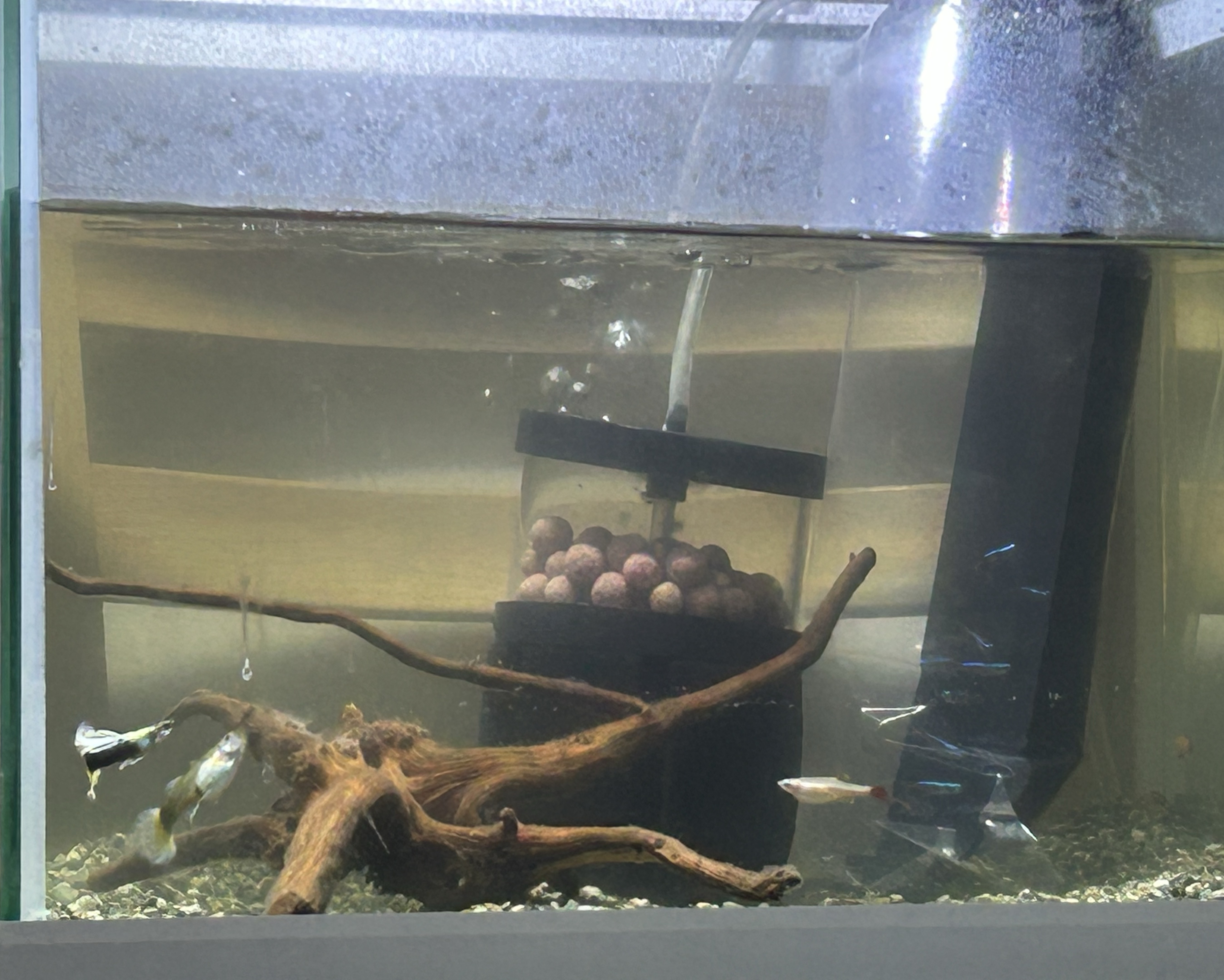 코노 갈까 피방 갈까