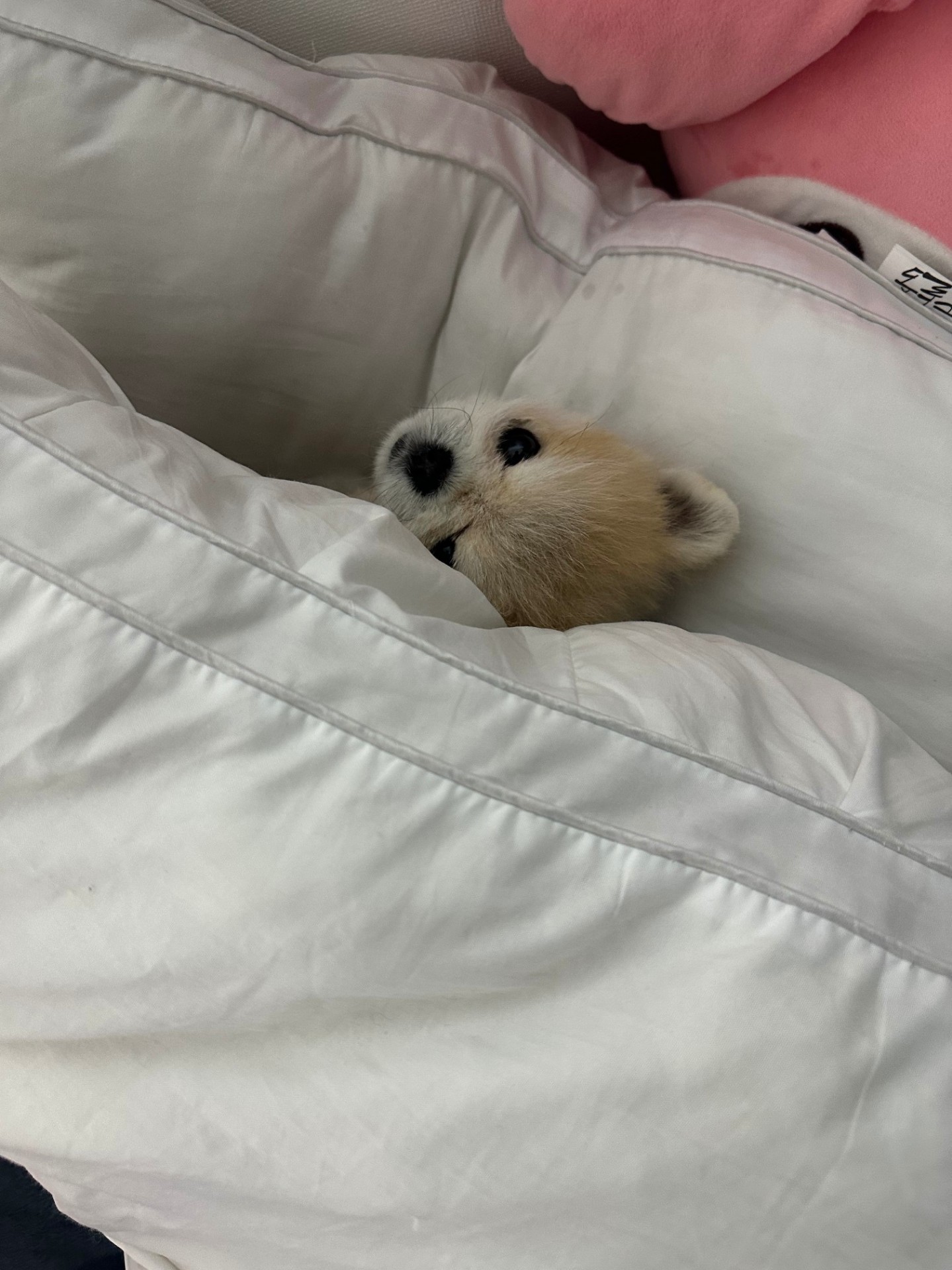 # 아침7시에만나요 렉스