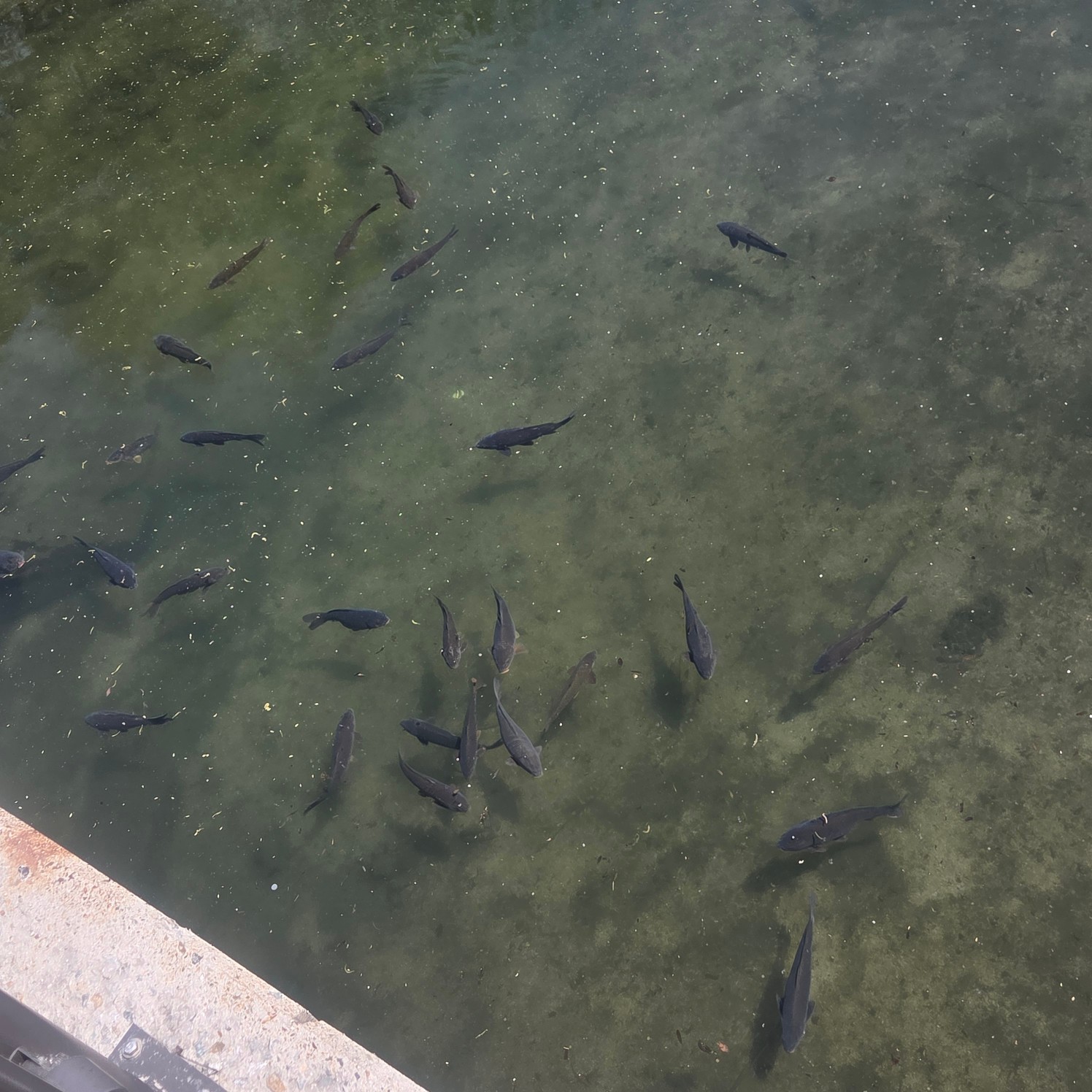 꾸듬이 와또욤><