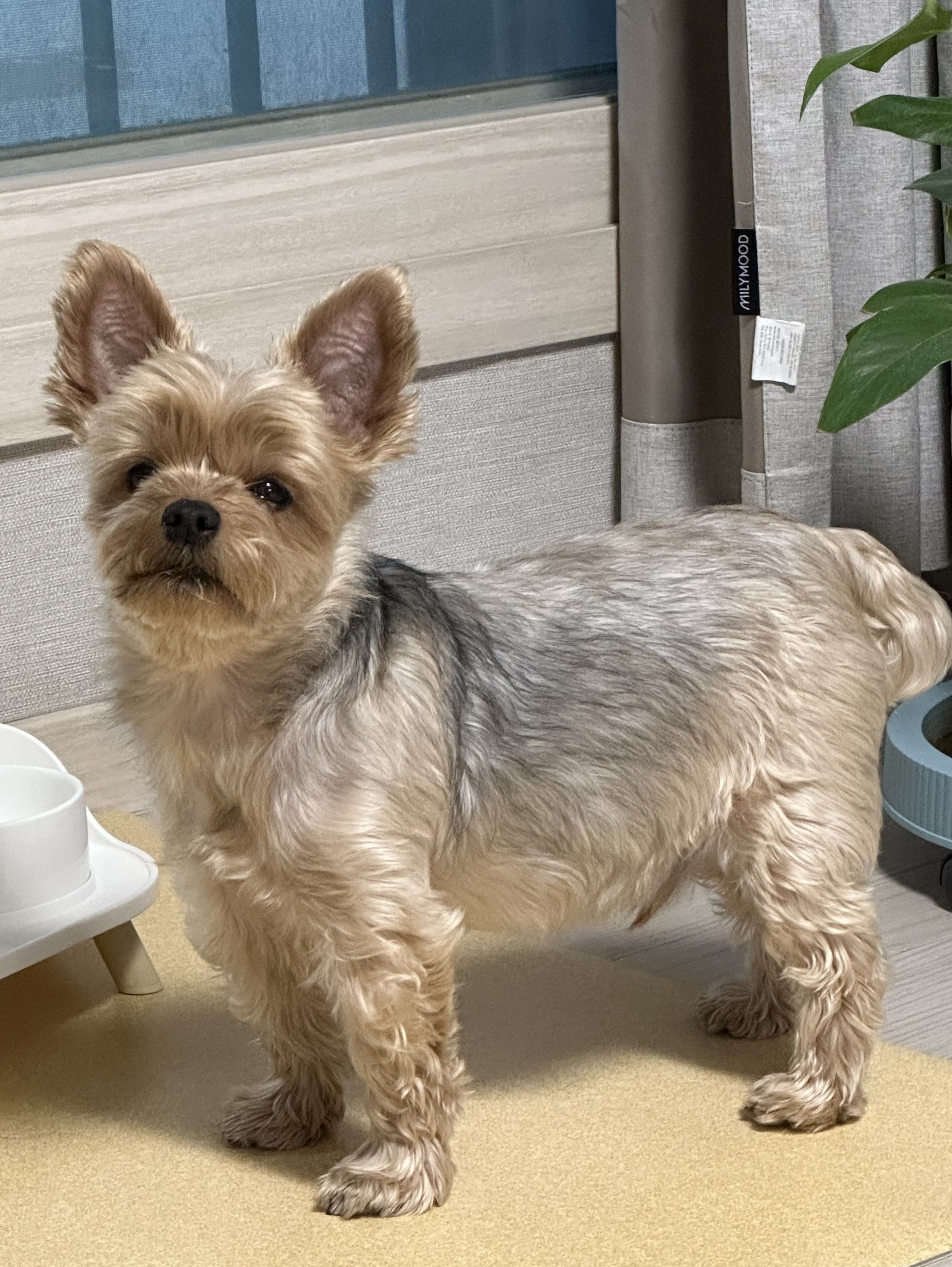 이건 진짜 짧방.