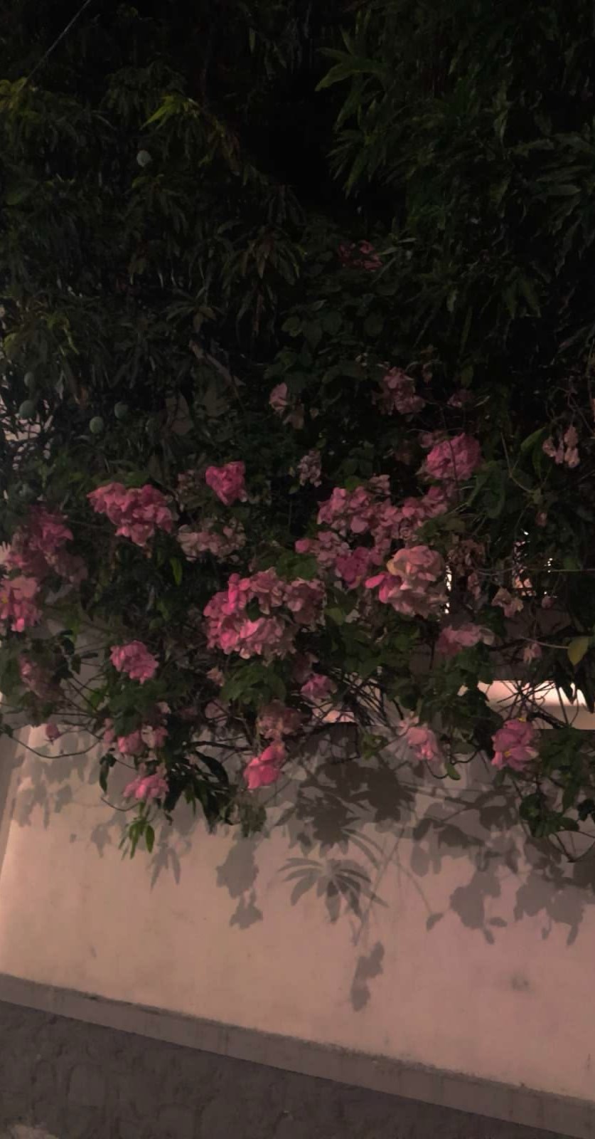 𝘠𝘰𝘶𝘳𝘴 𝘵𝘳𝘶𝘭𝘺