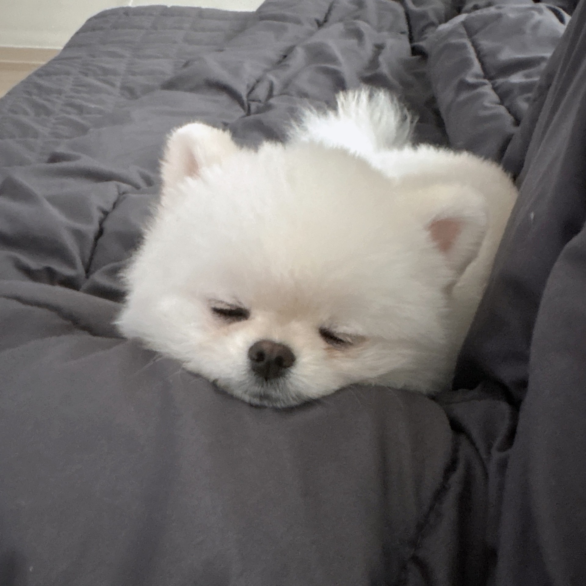 #담좌 송루피 오프!