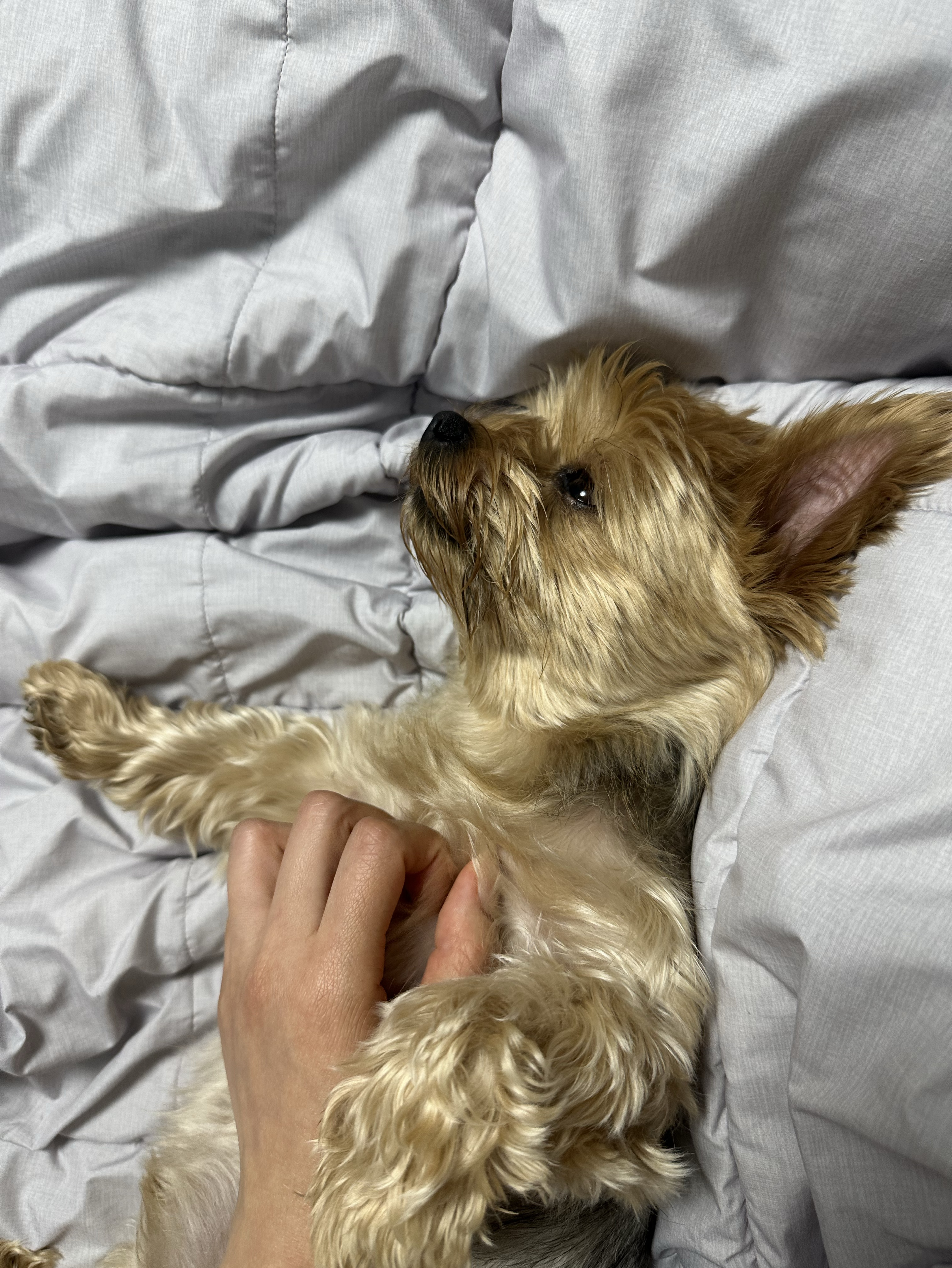 이건 진짜 짧방.