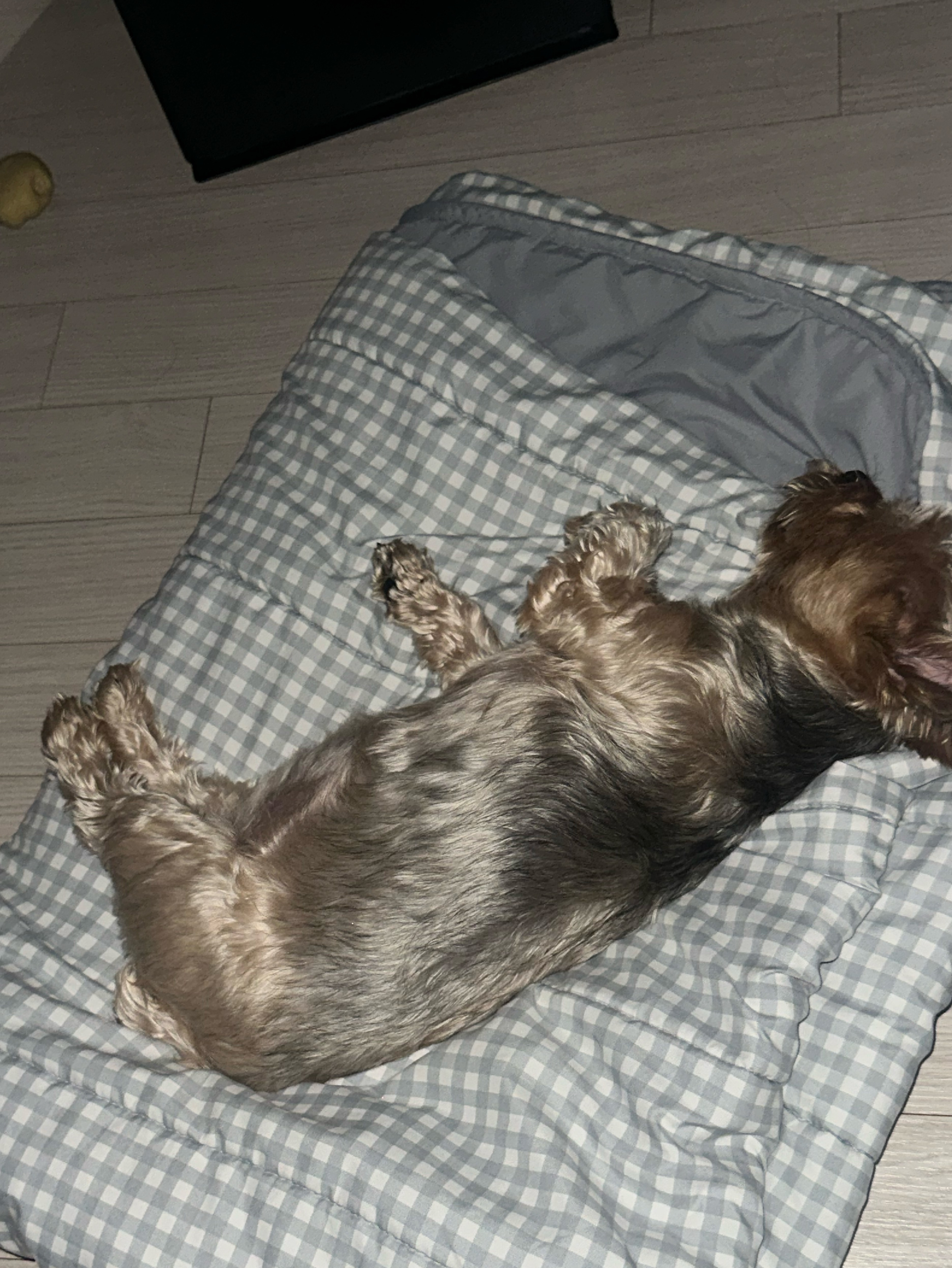 이건 진짜 짧방.