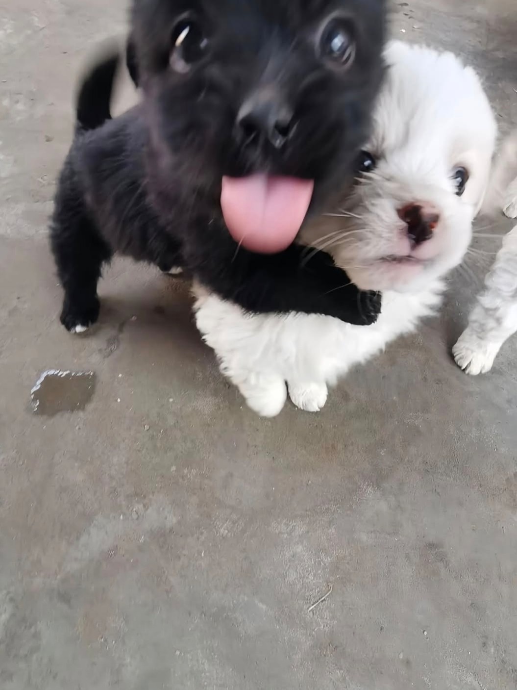 웃으면 안되는 라콜방