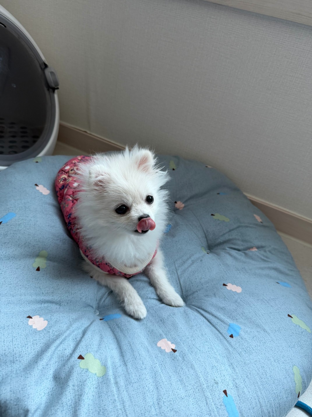 목소리가 안나와...........