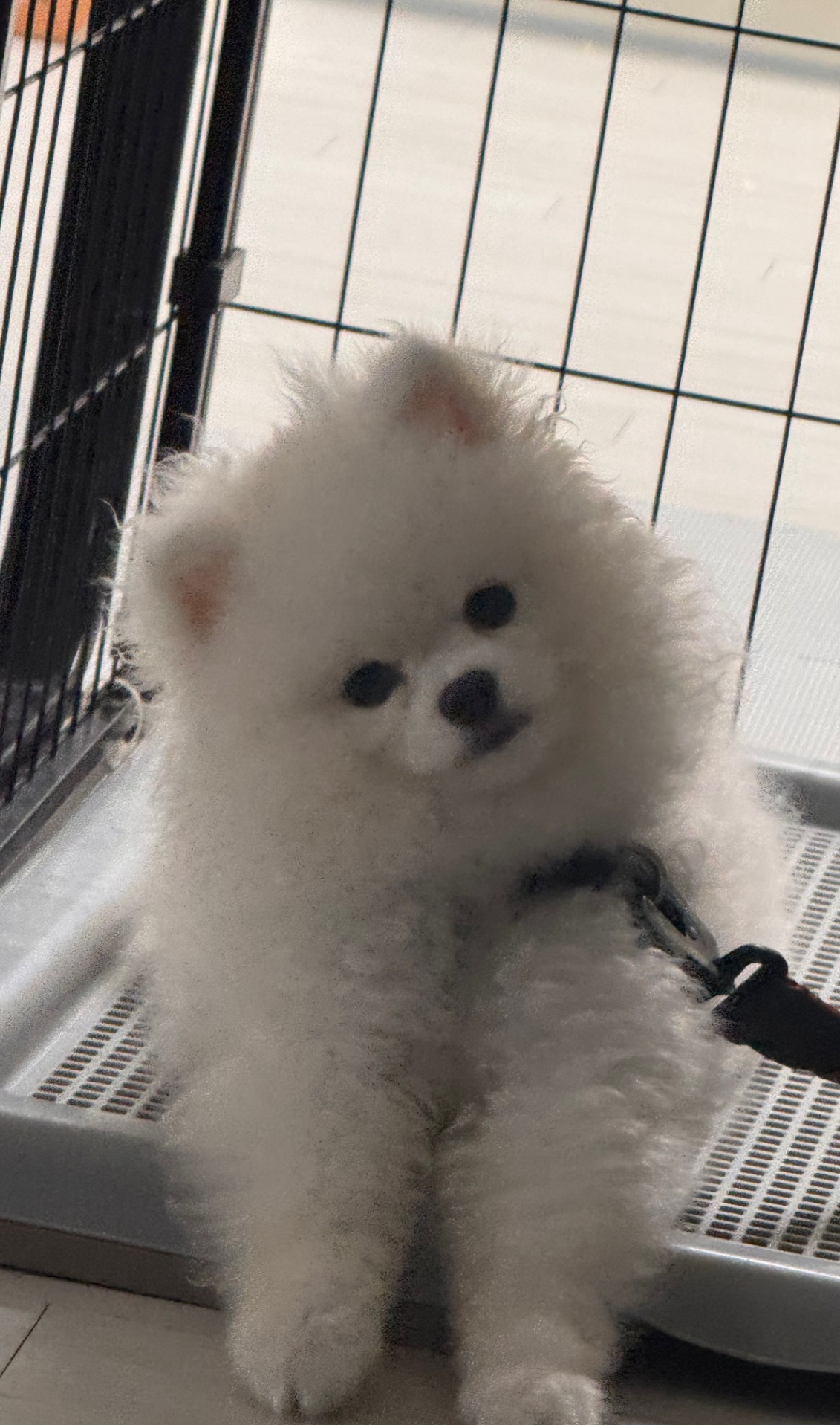 # 어이 튀밥 브라더