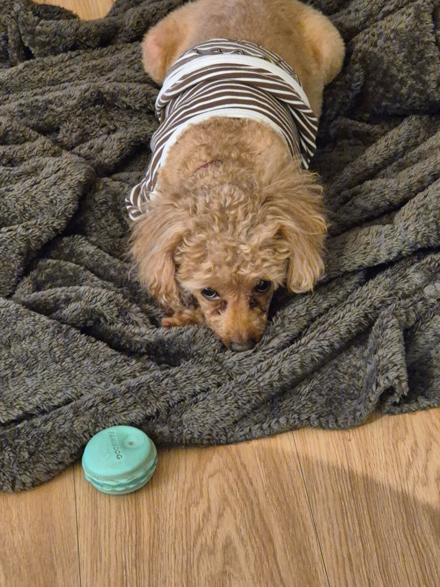 ✔️키티형 저 살짝 흘림(침)