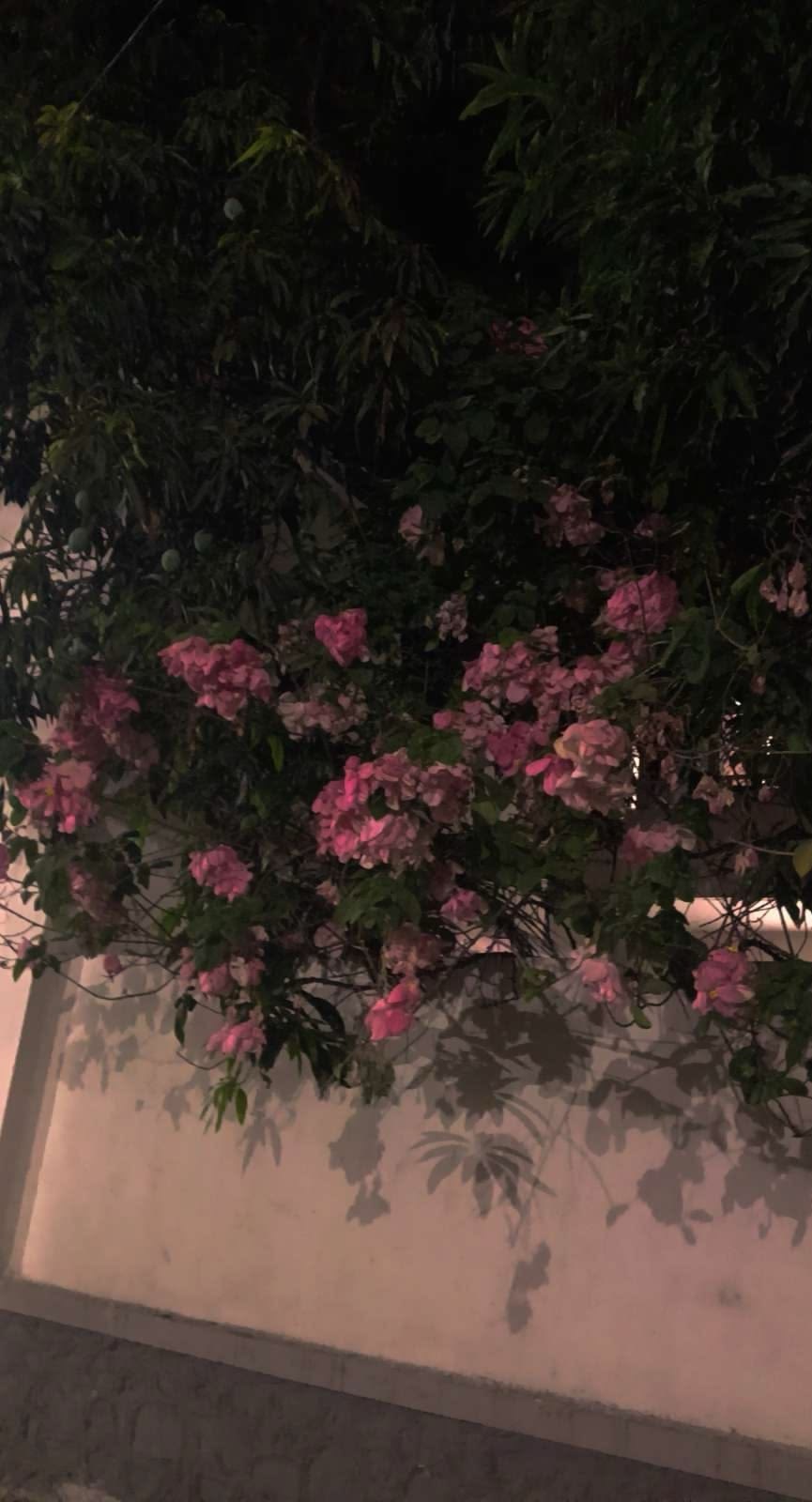 ⠀ 𝘮𝘪𝘥𝘯𝘪𝘵𝘦 ⠀  ⠀