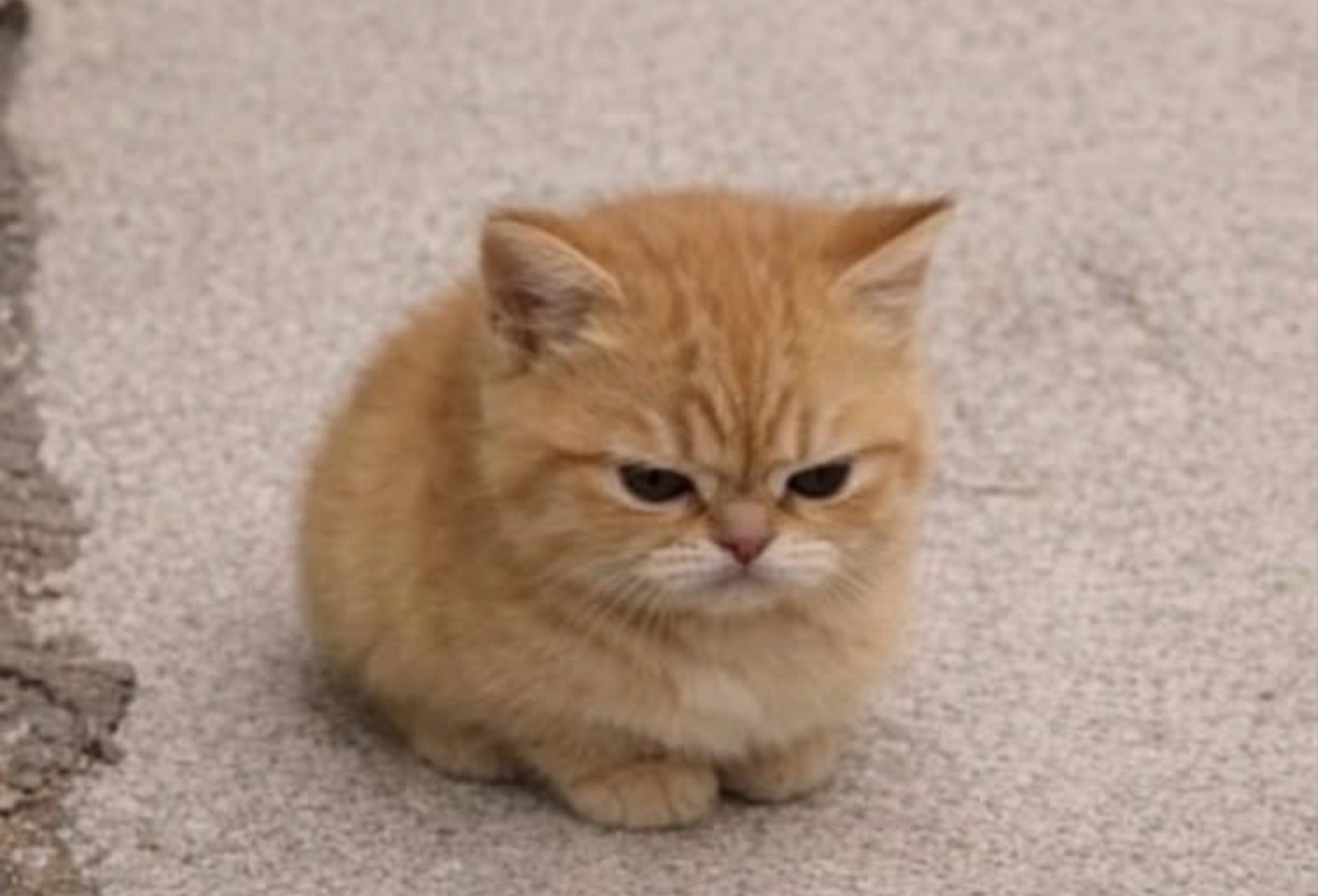 올거야 말거야?