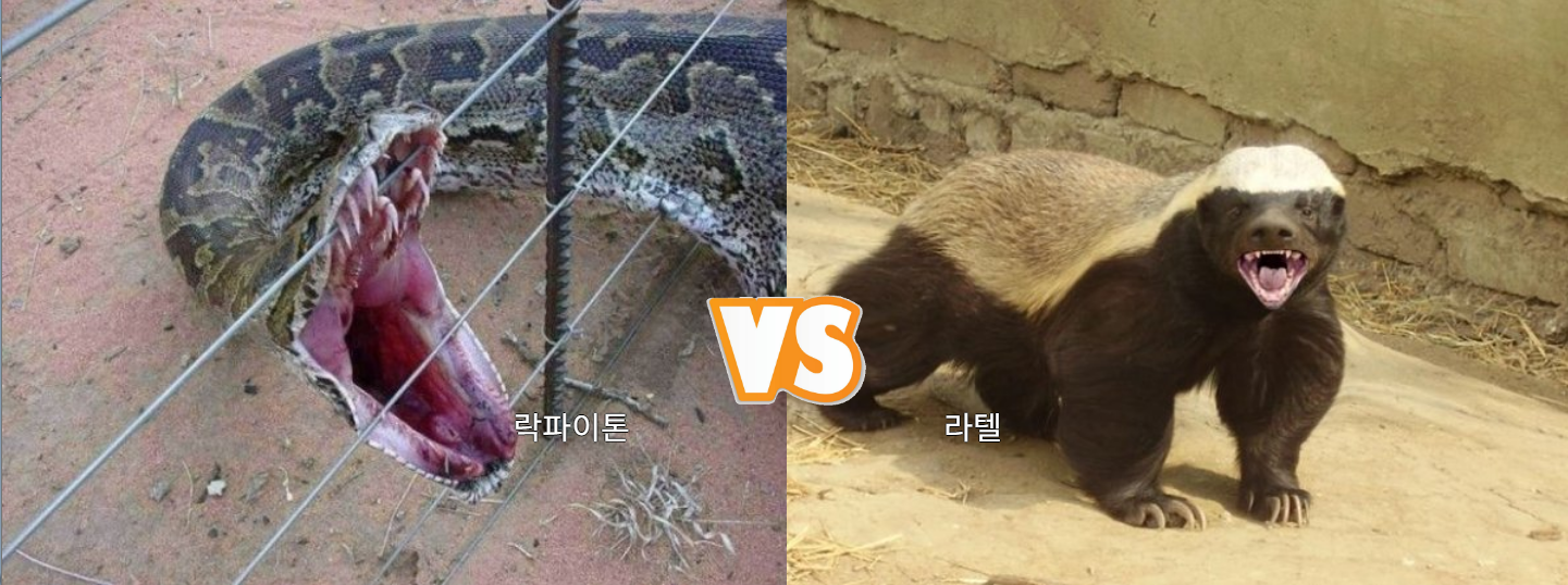 최강 동물 월드컵