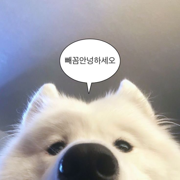 새로운 사람을 모집합니다~